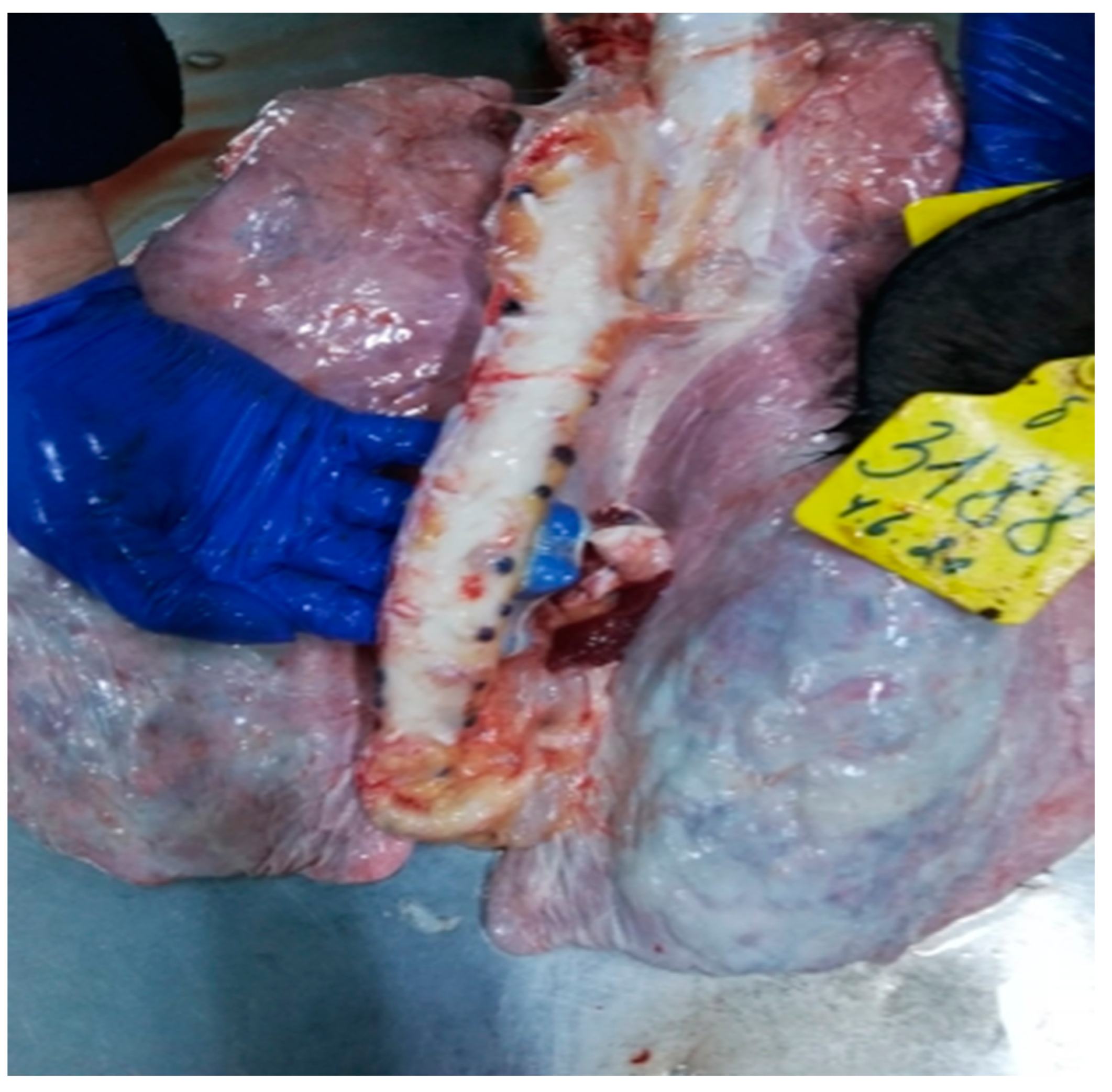 Viruses 15 01883 g008