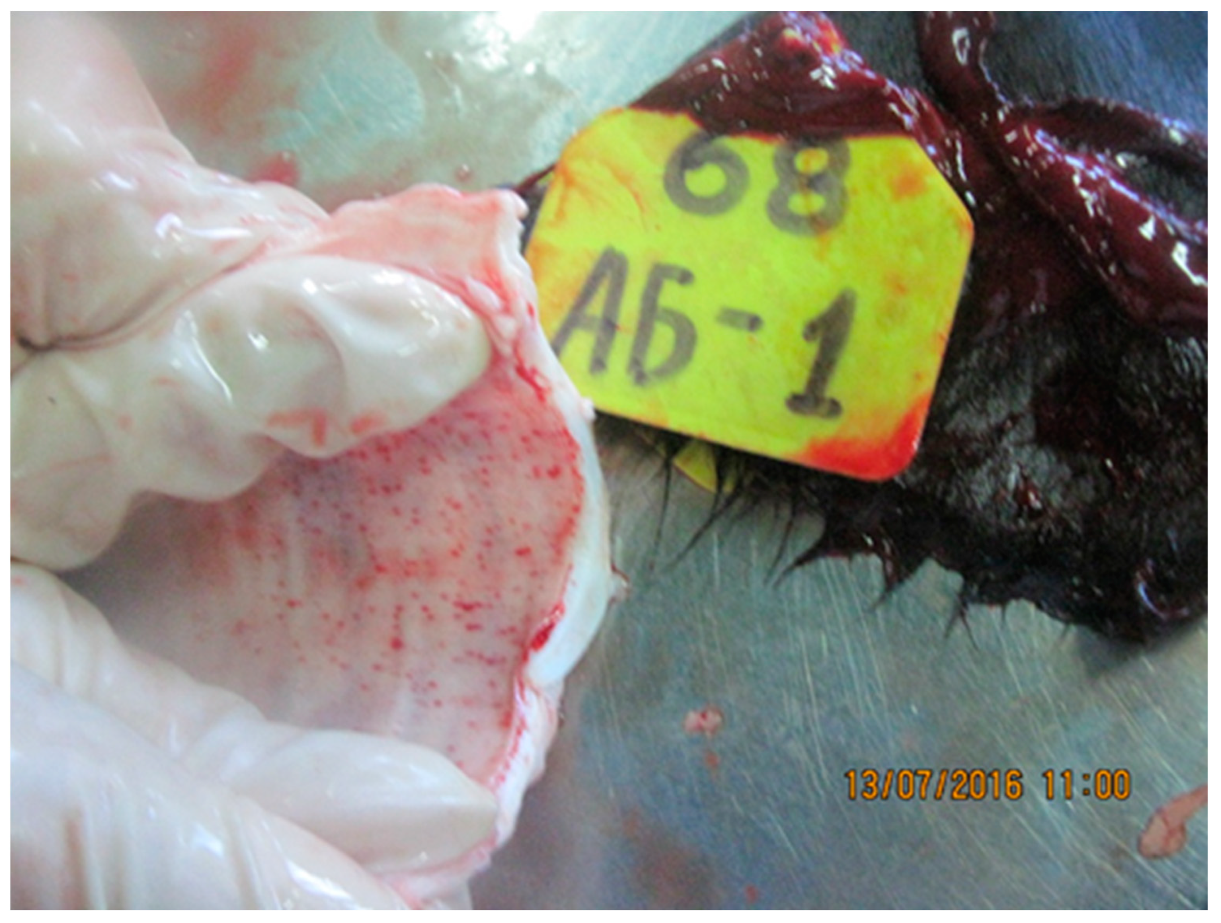 Viruses 15 01883 g009