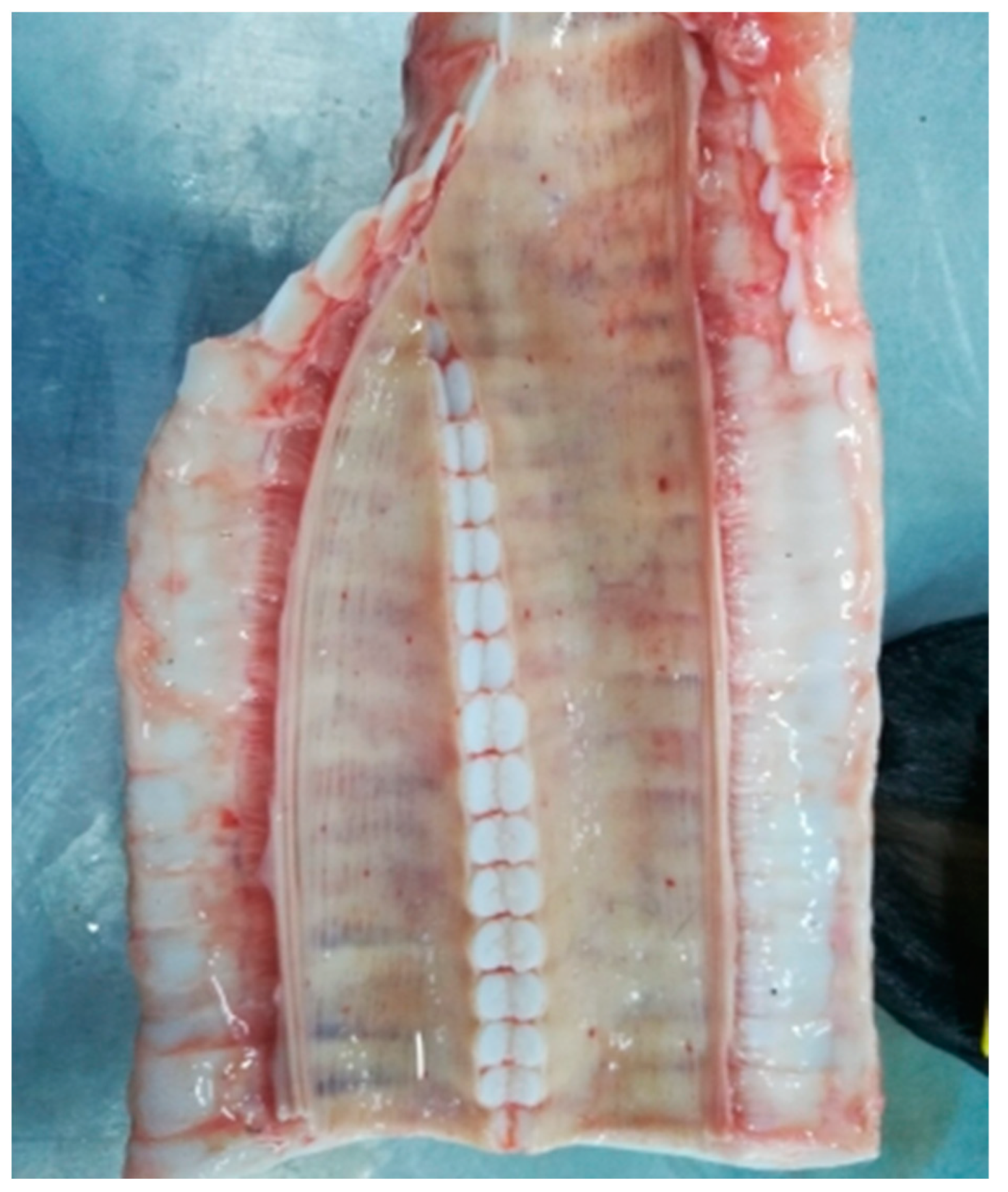 Viruses 15 01883 g010