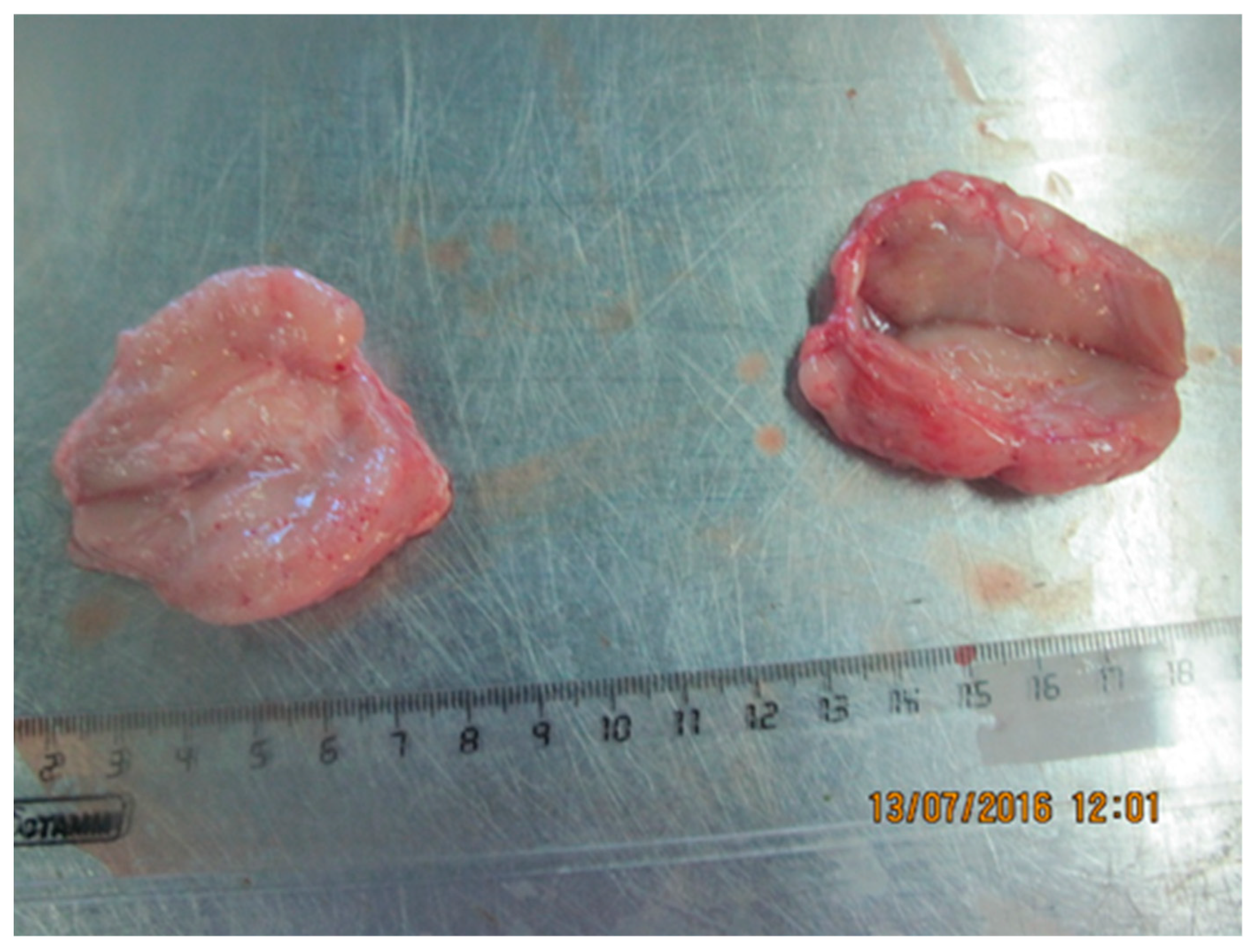 Viruses 15 01883 g011