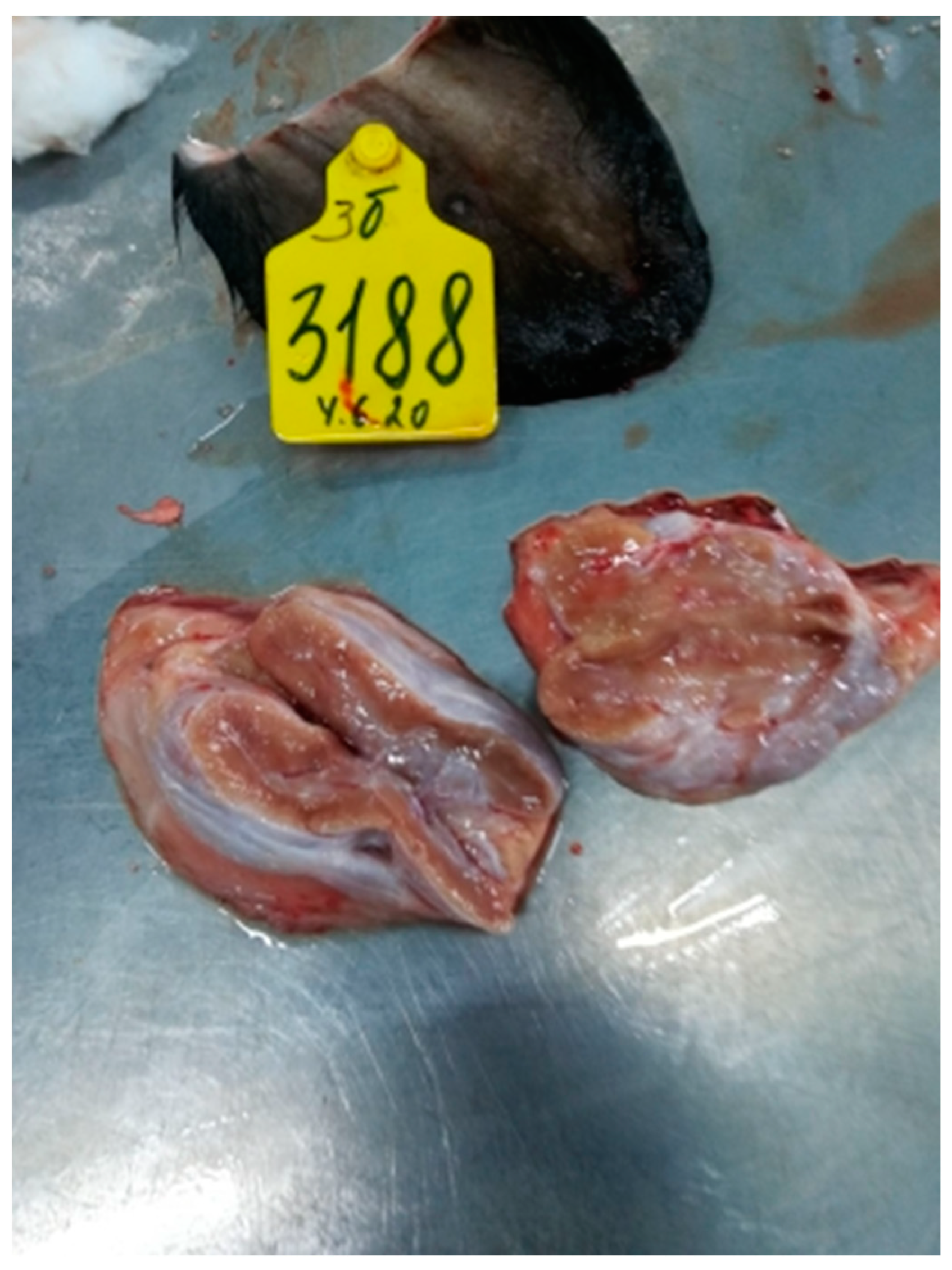 Viruses 15 01883 g012