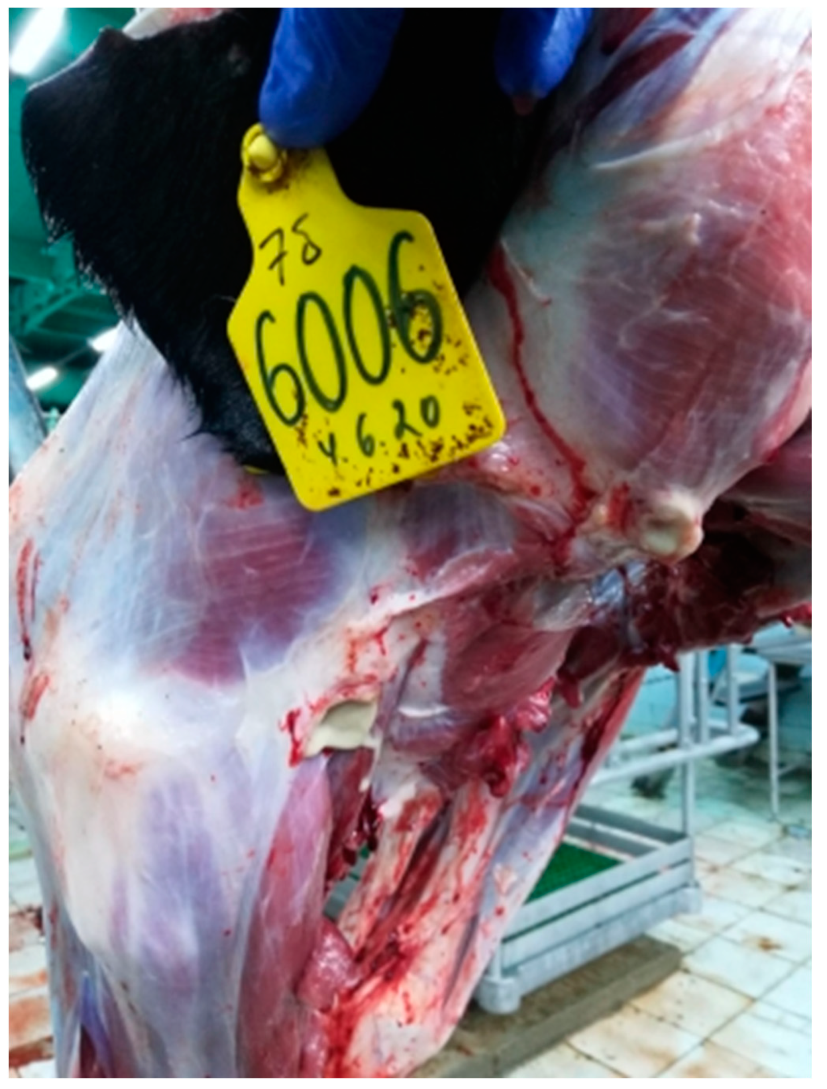 Viruses 15 01883 g013