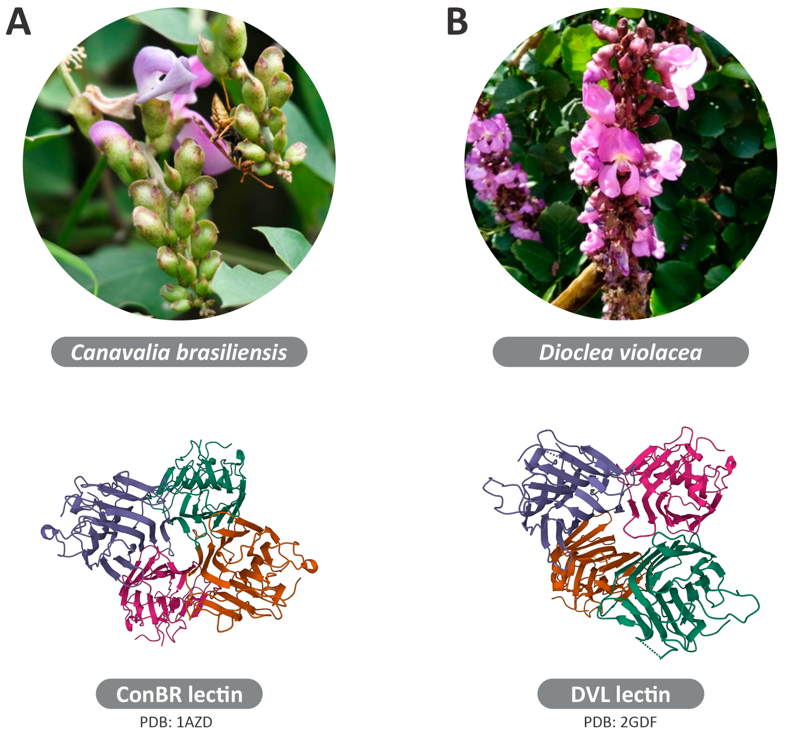 Viruses 15 01886 g002