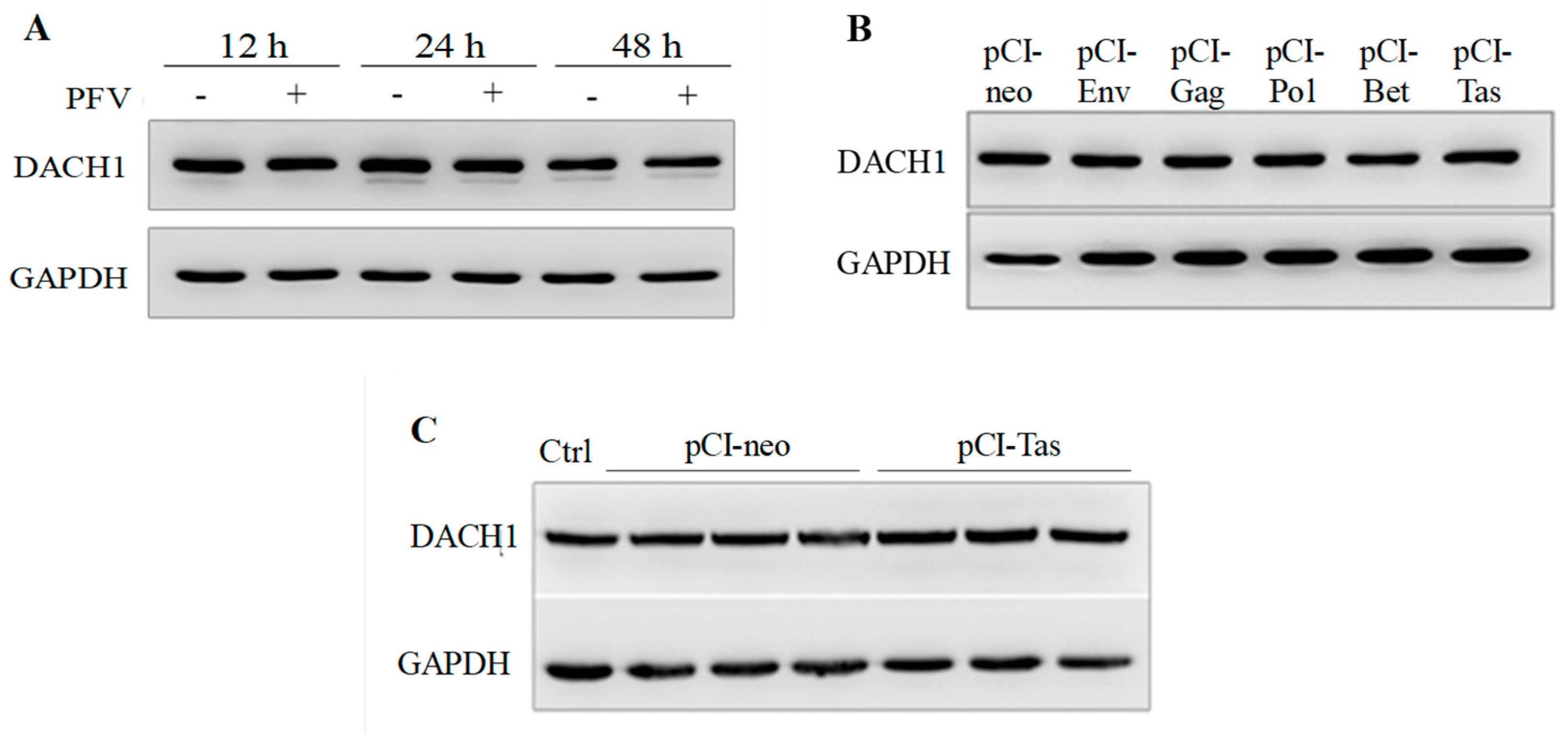Viruses 15 01899 g004