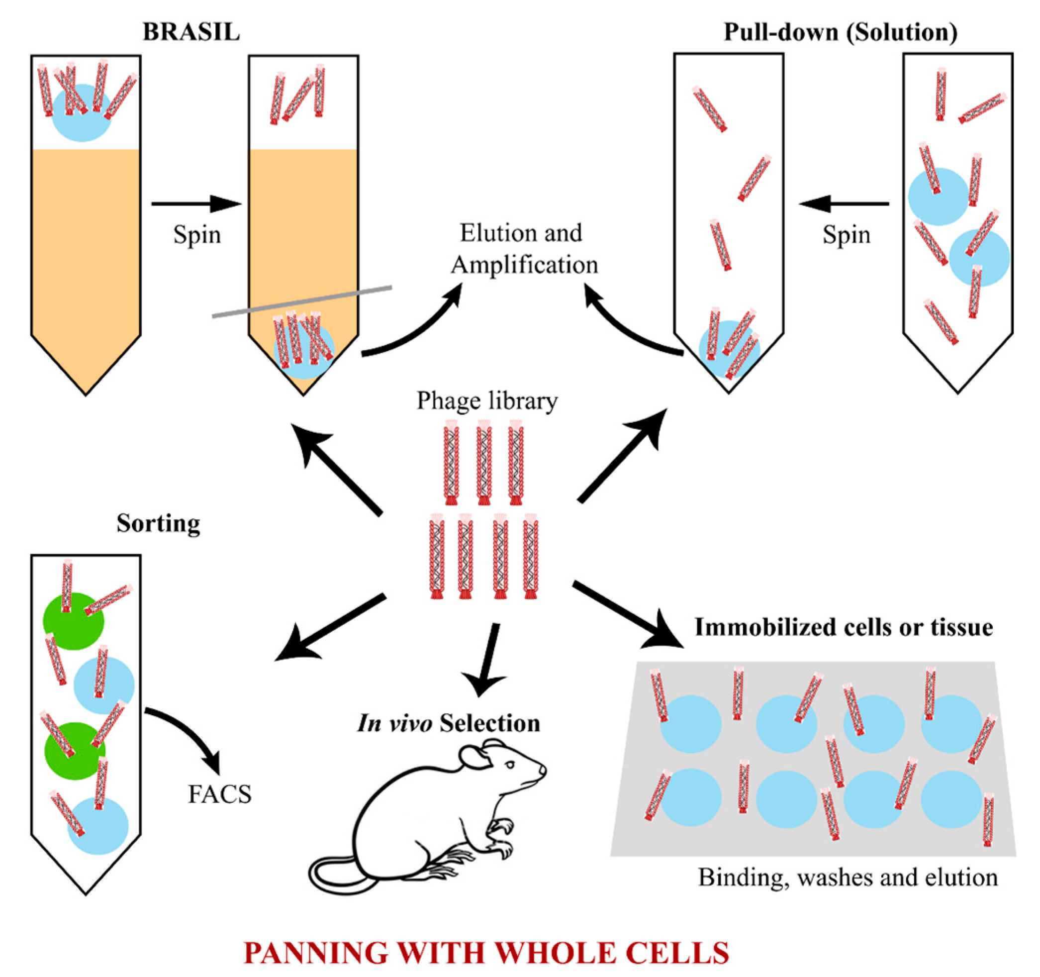 Progress on Phage Display Technology: Tailoring Antibodies