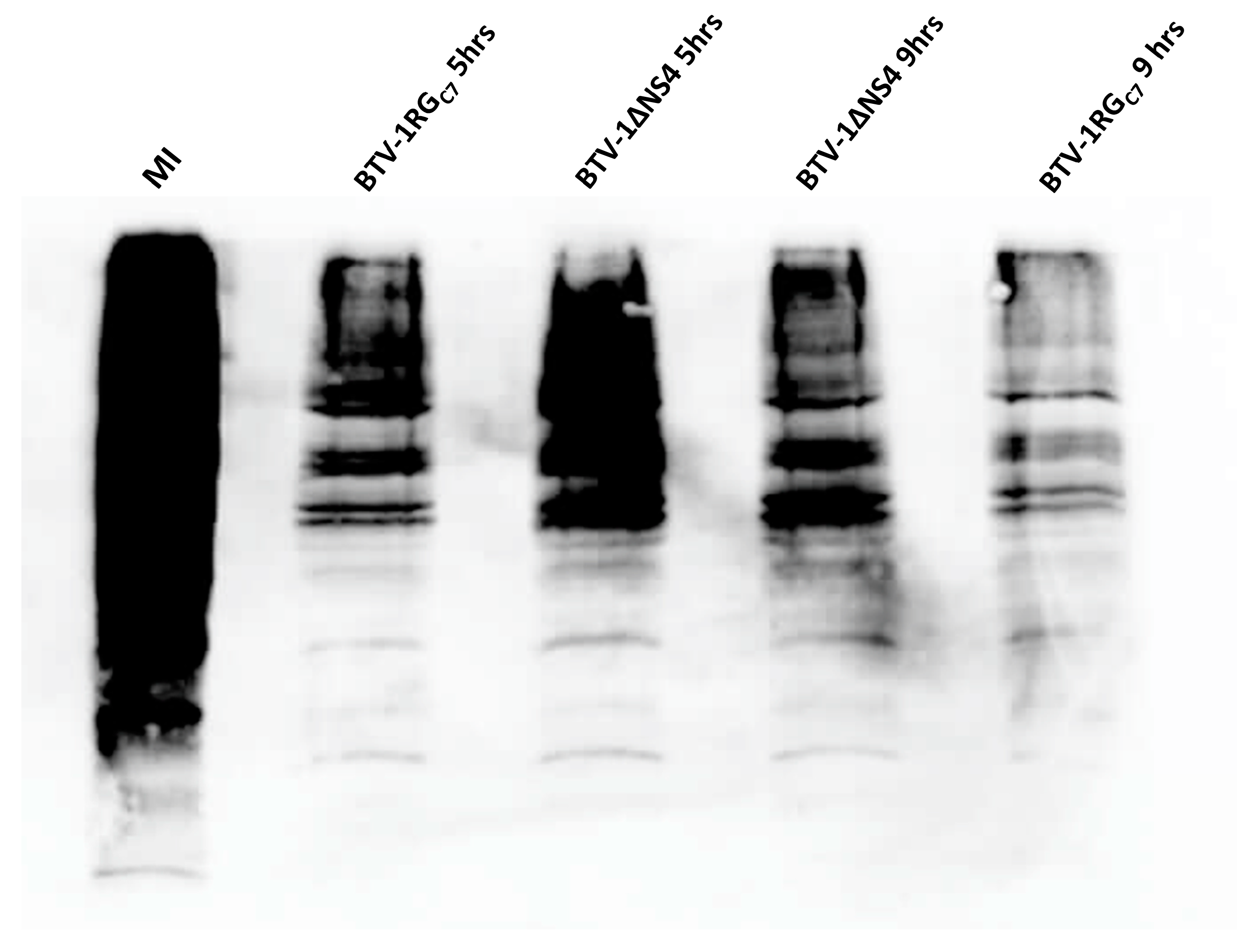 Viruses 15 01908 g002 Viruses 15 01908 g002