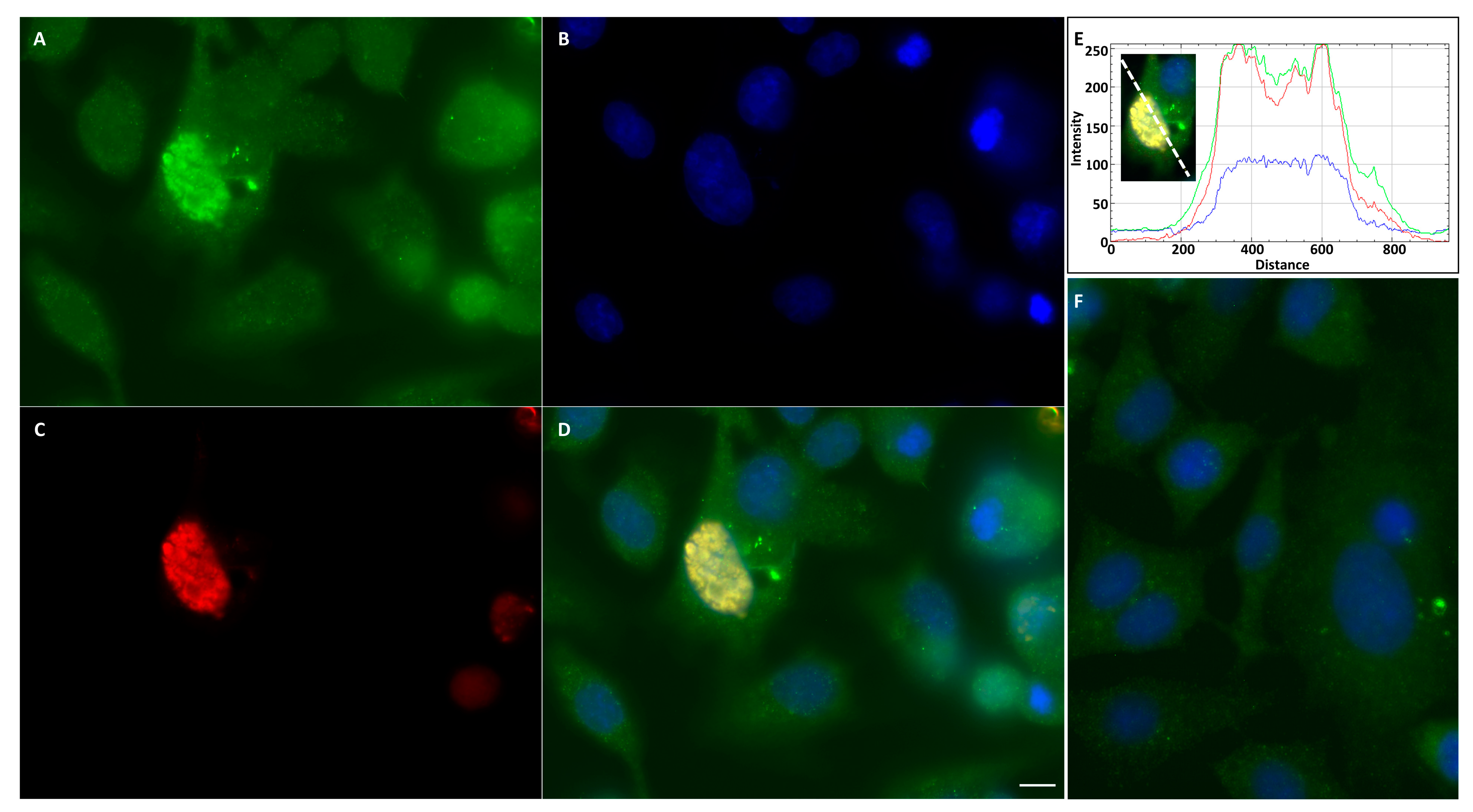 Viruses 15 01908 g007 Viruses 15 01908 g007
