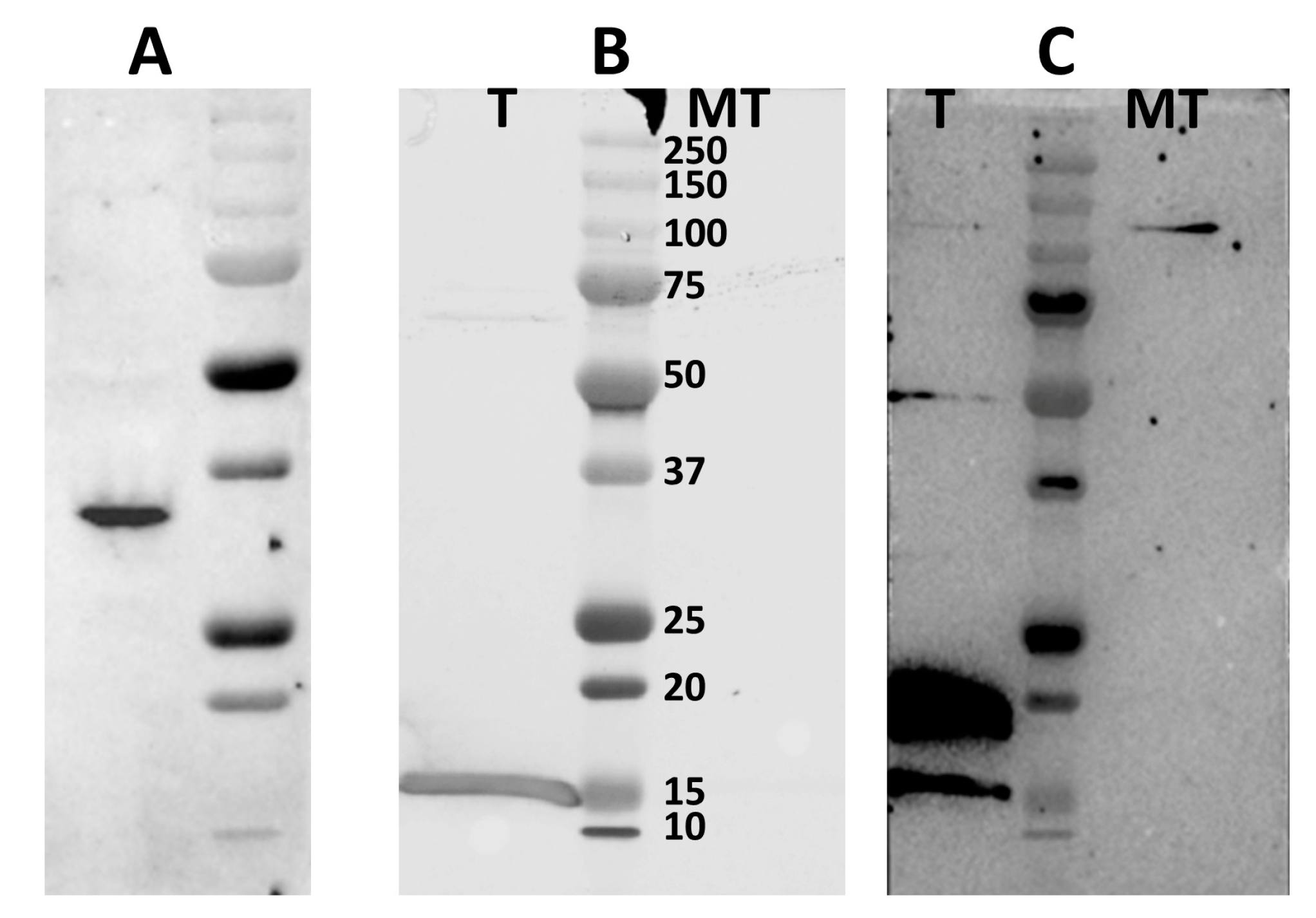 Viruses 15 01908 g008 Viruses 15 01908 g008