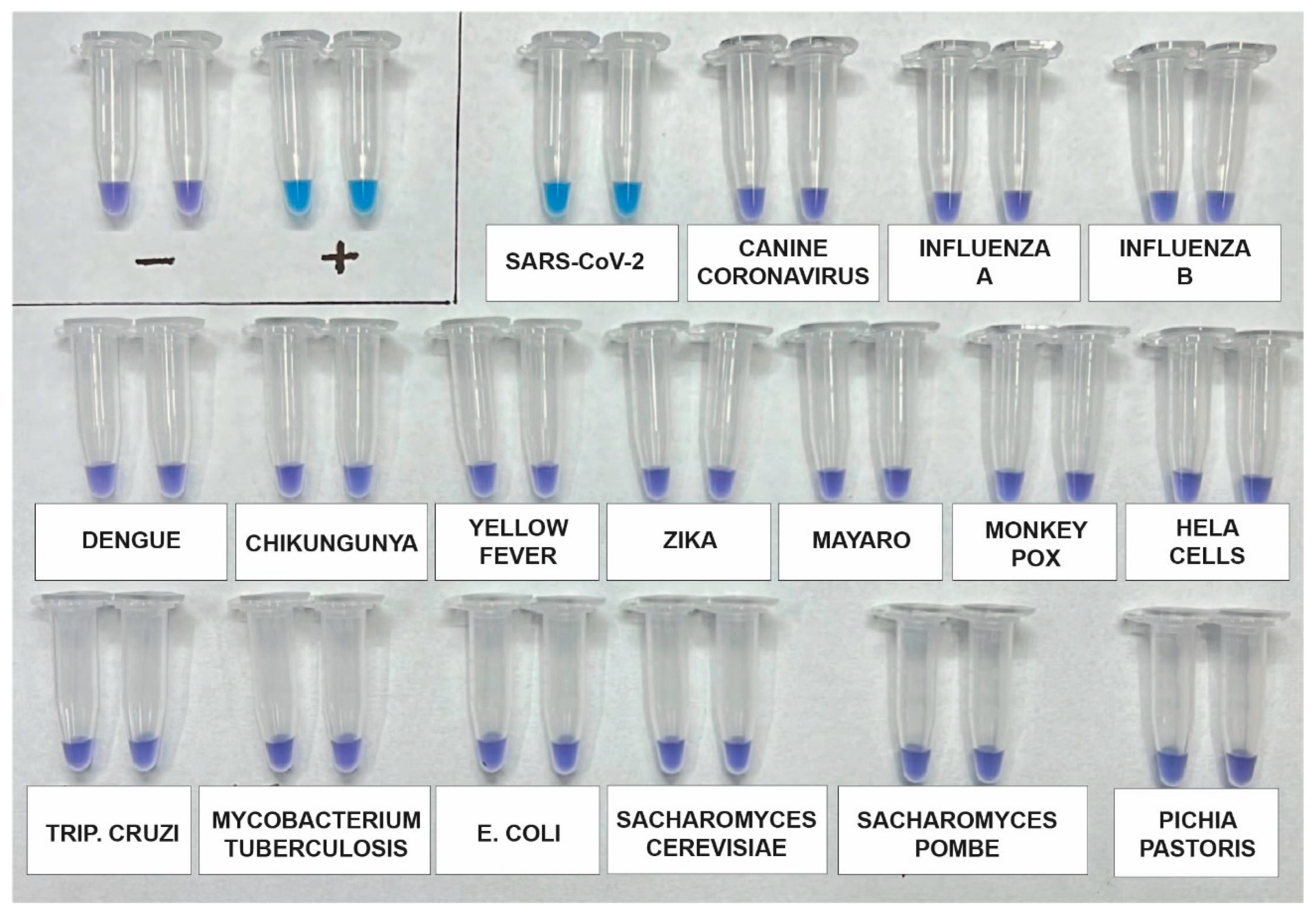 Viruses 15 01910 g003