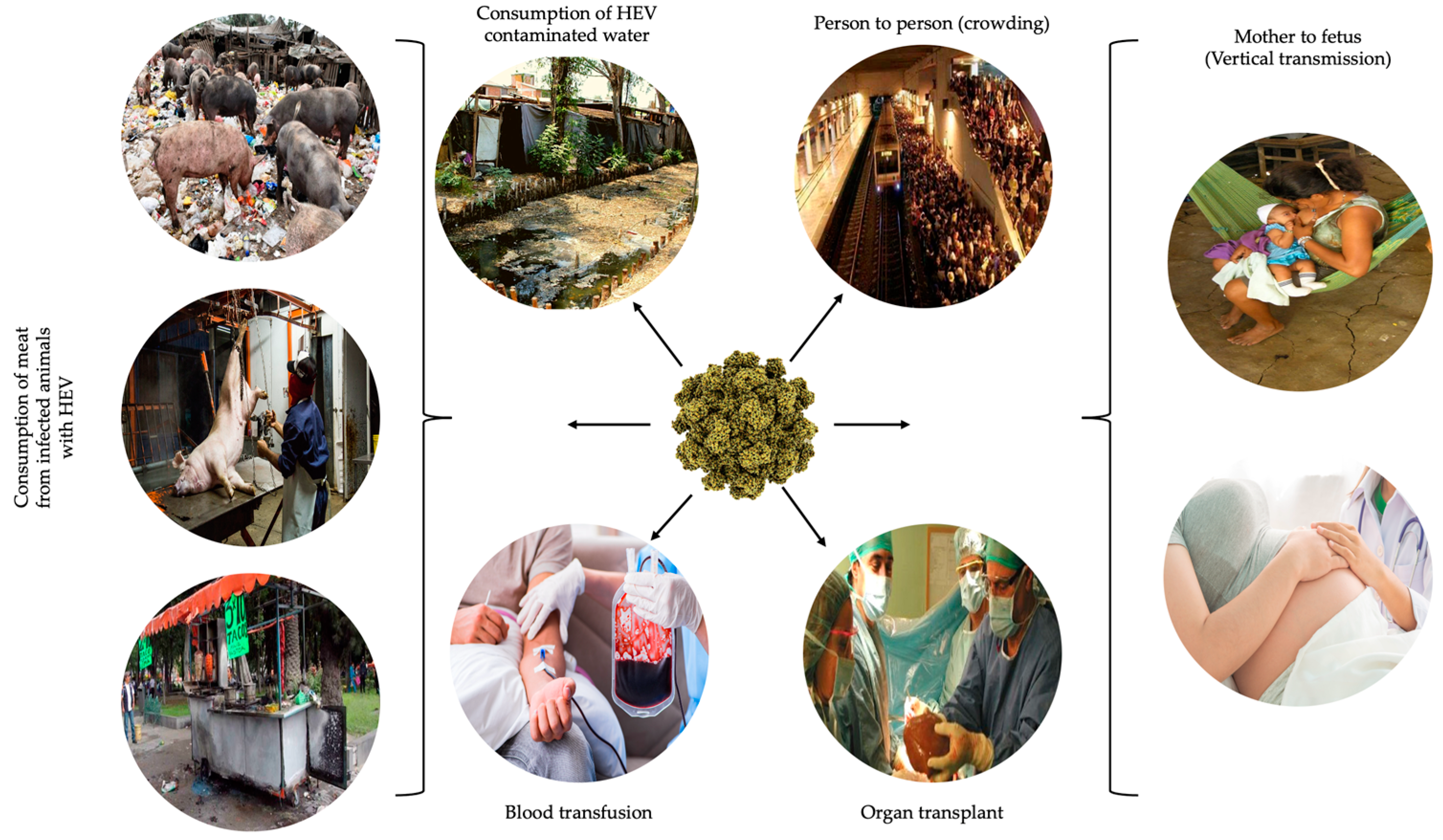 Viruses 15 01911 g001