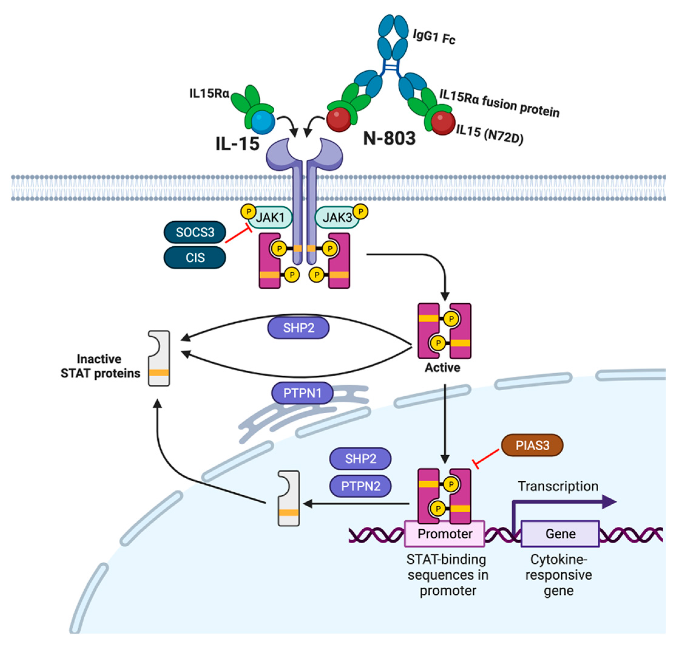 Viruses 15 01912 g001 Viruses 15 01912 g001