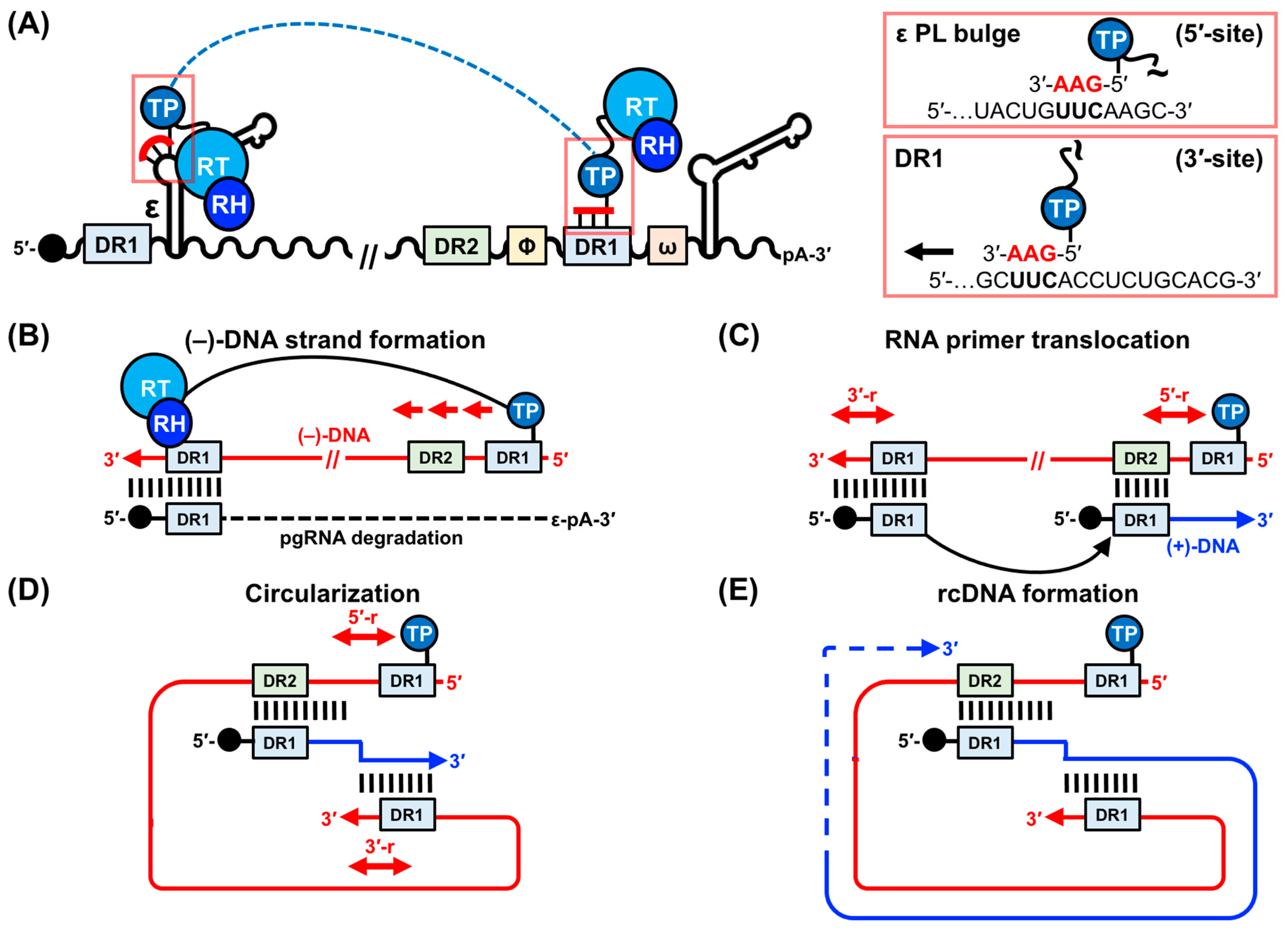 Viruses 15 01913 g002 Viruses 15 01913 g002