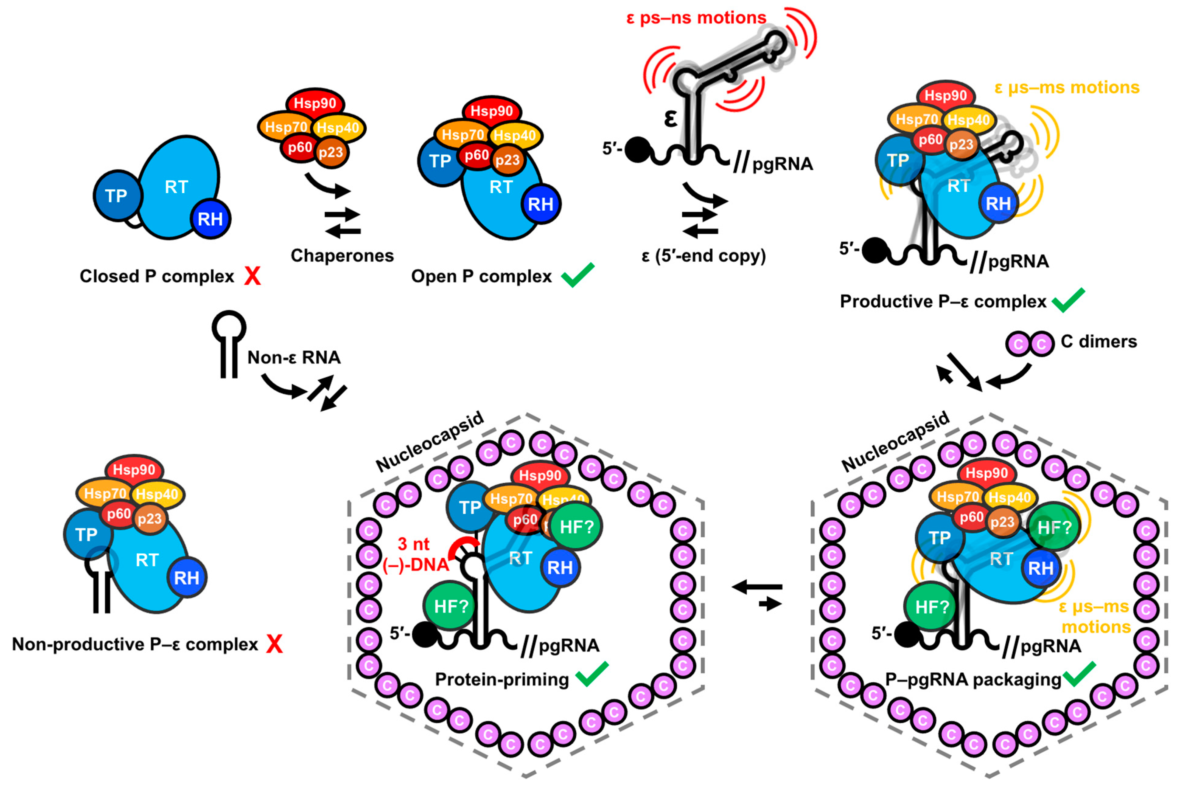 Viruses 15 01913 g010 Viruses 15 01913 g010