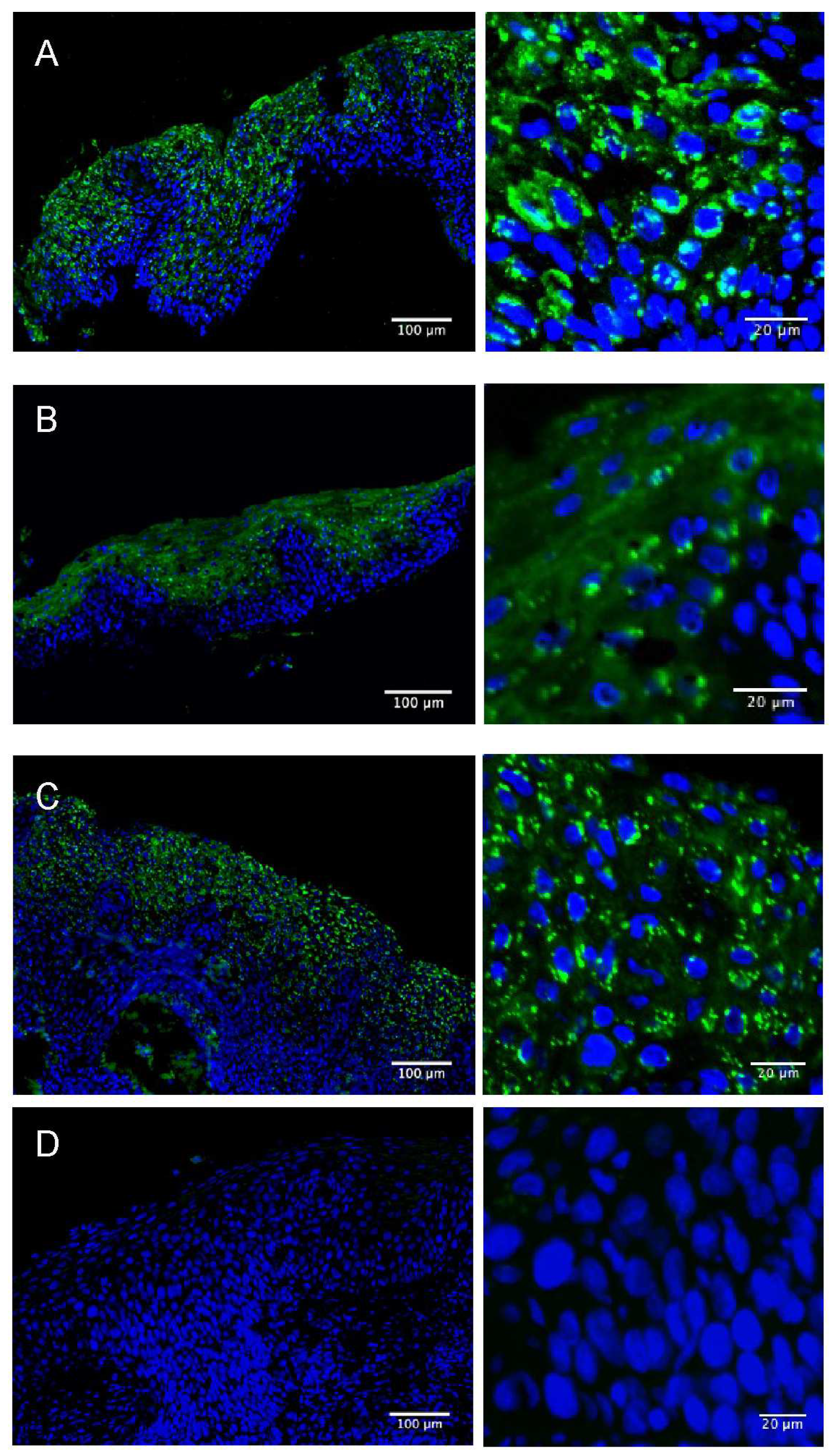Viruses 15 01953 g002