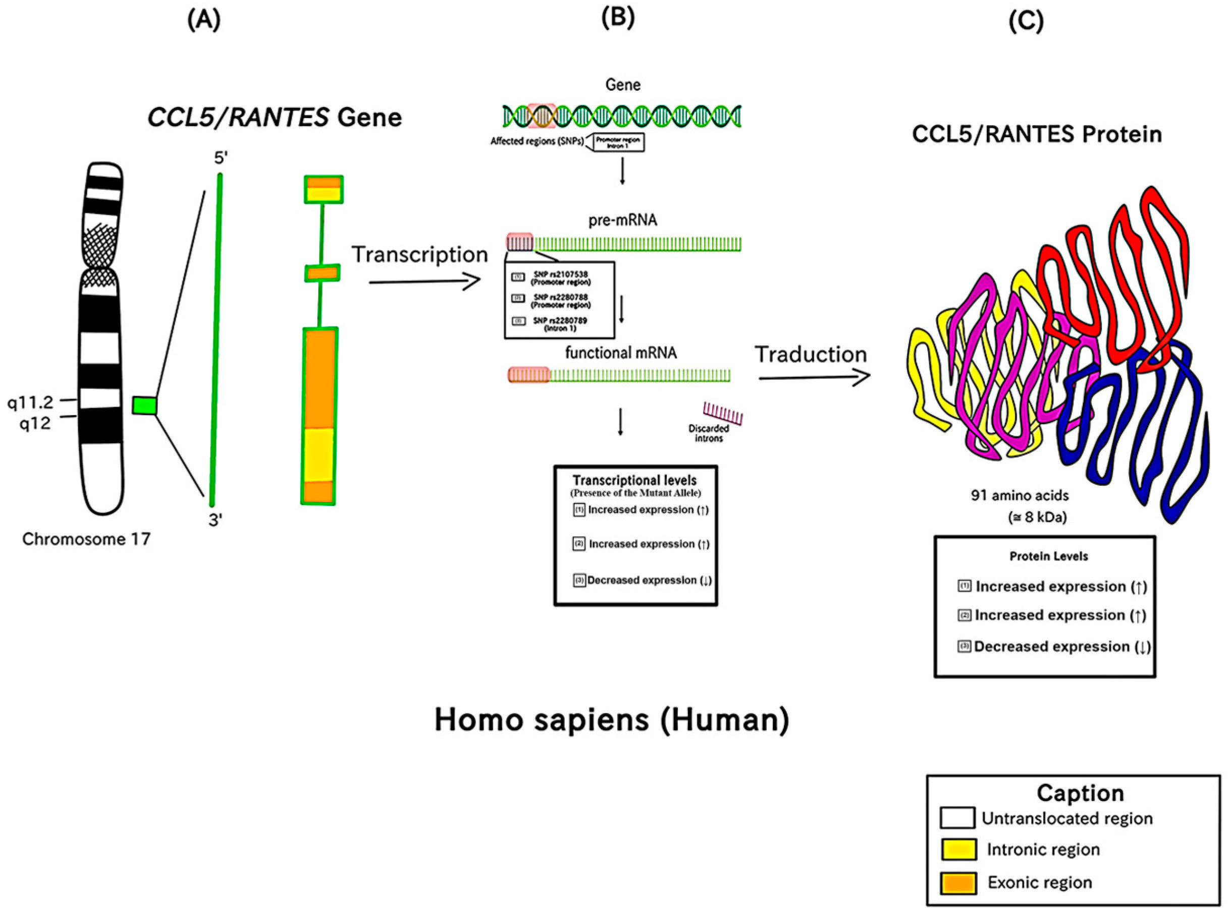 SciELO - Brasil - An immunogenetic view of COVID-19 An immunogenetic view  of COVID-19