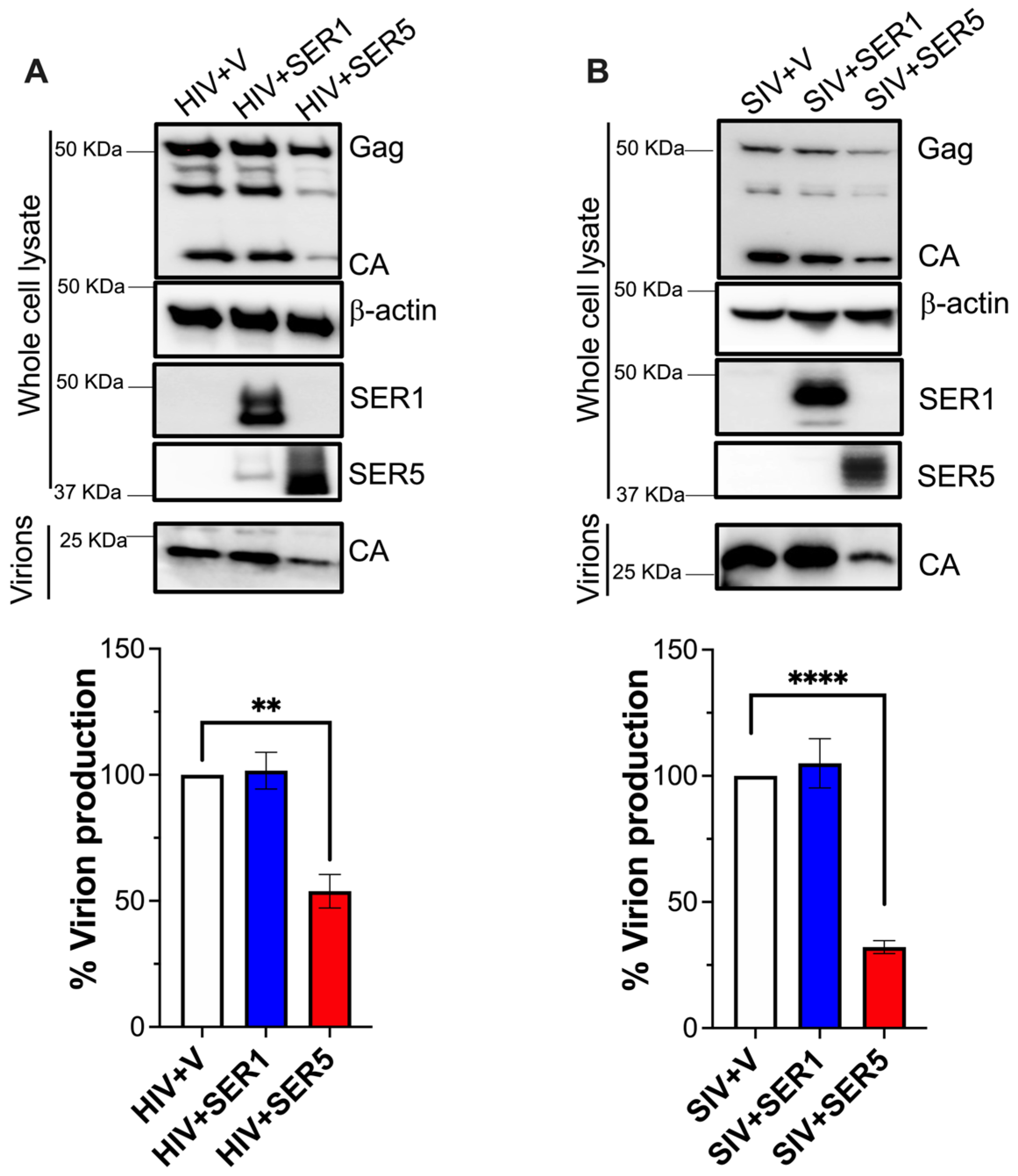 Viruses 15 01961 g001