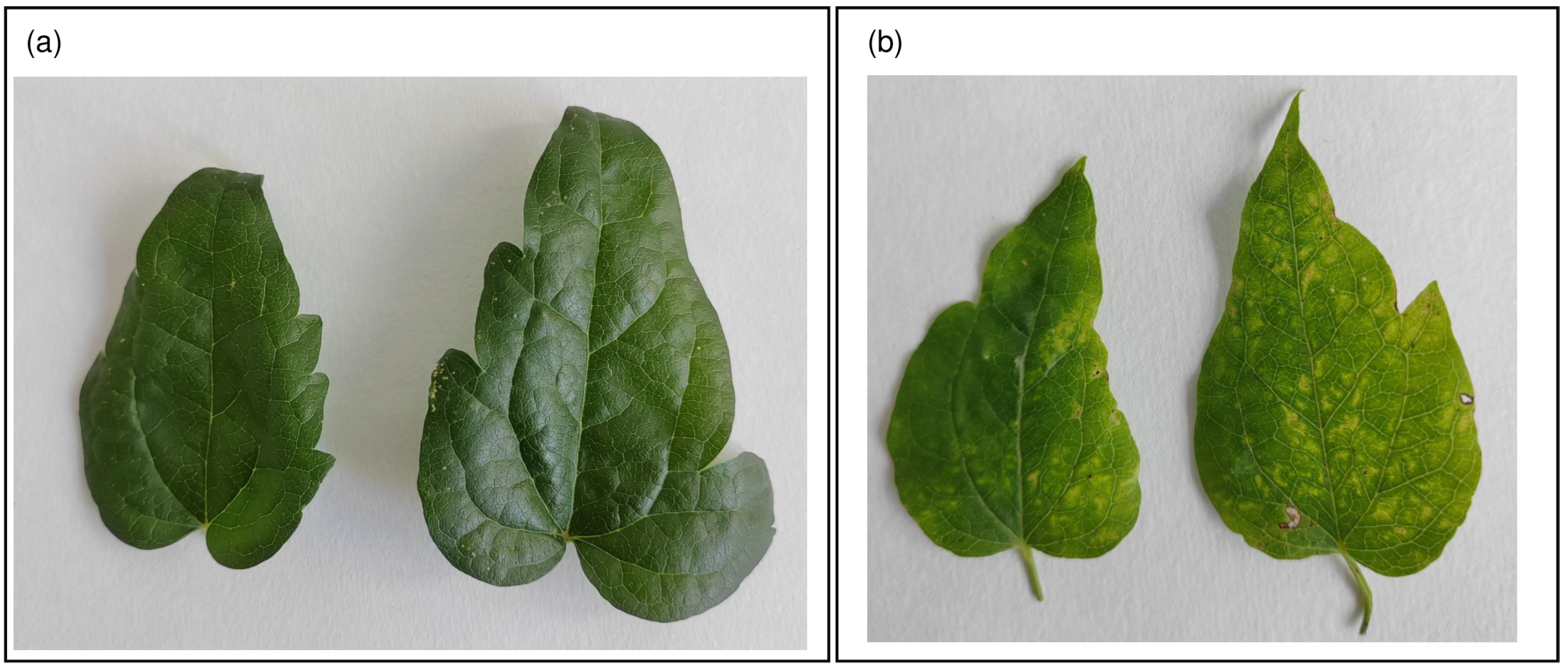 Viruses 15 01964 g003