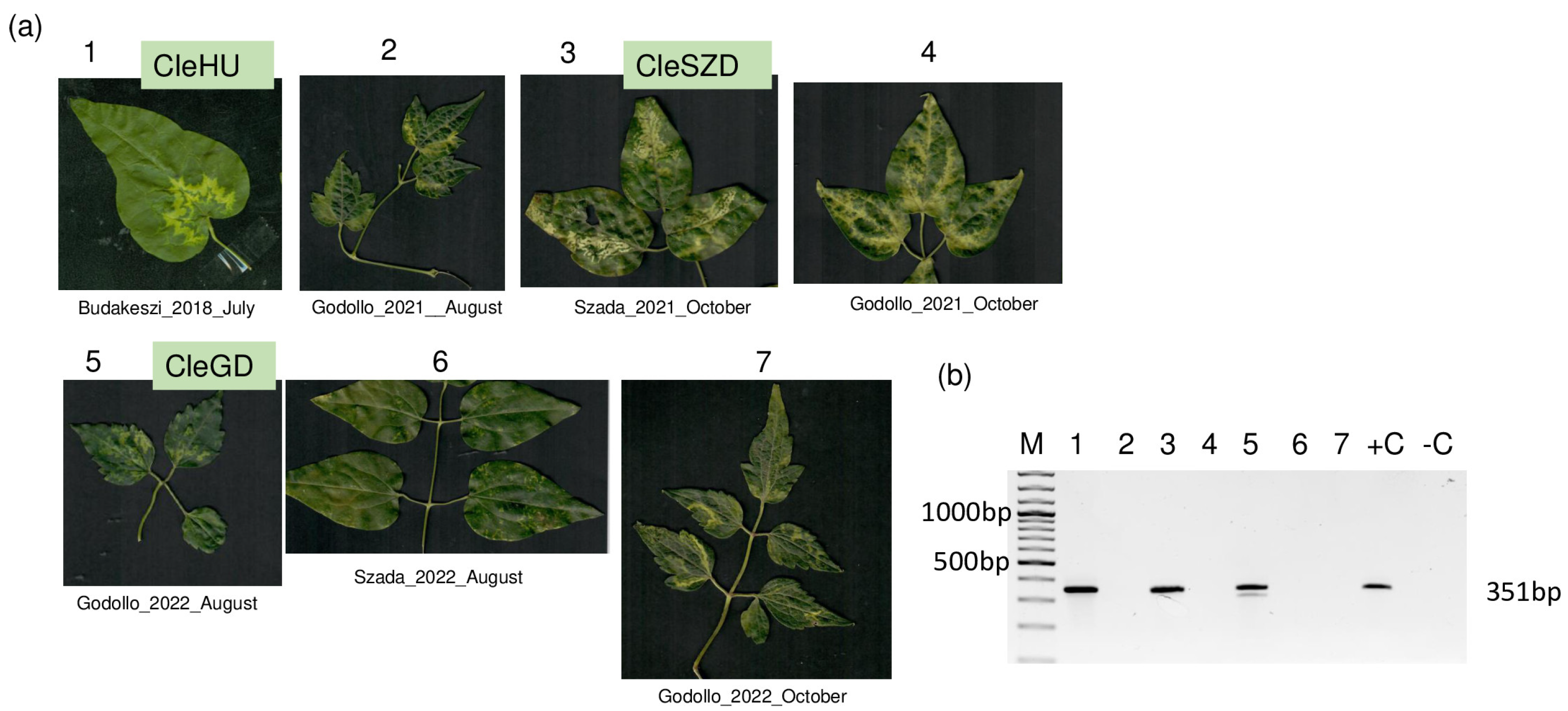 Viruses 15 01964 g008