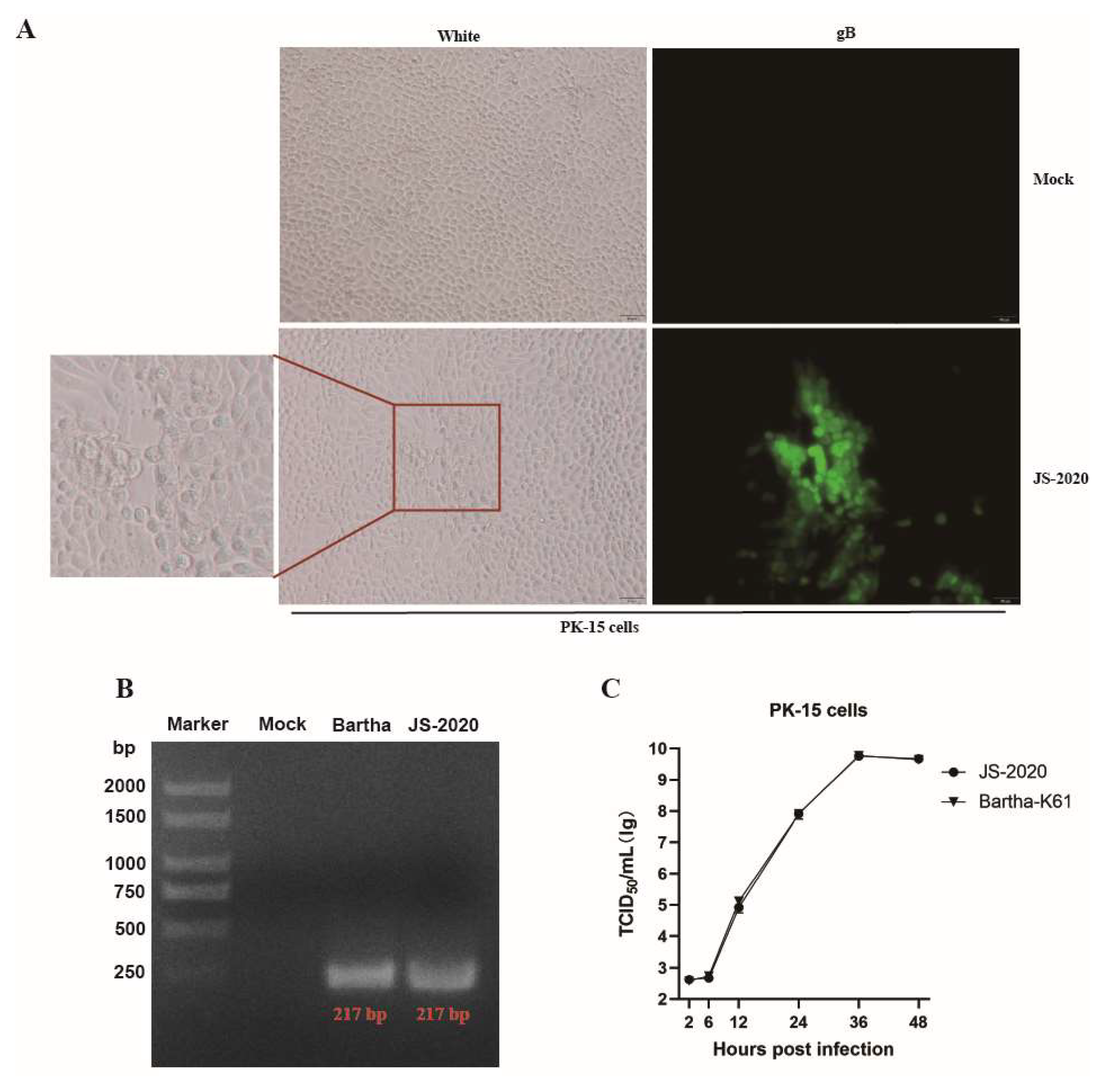 Viruses 15 01966 g001