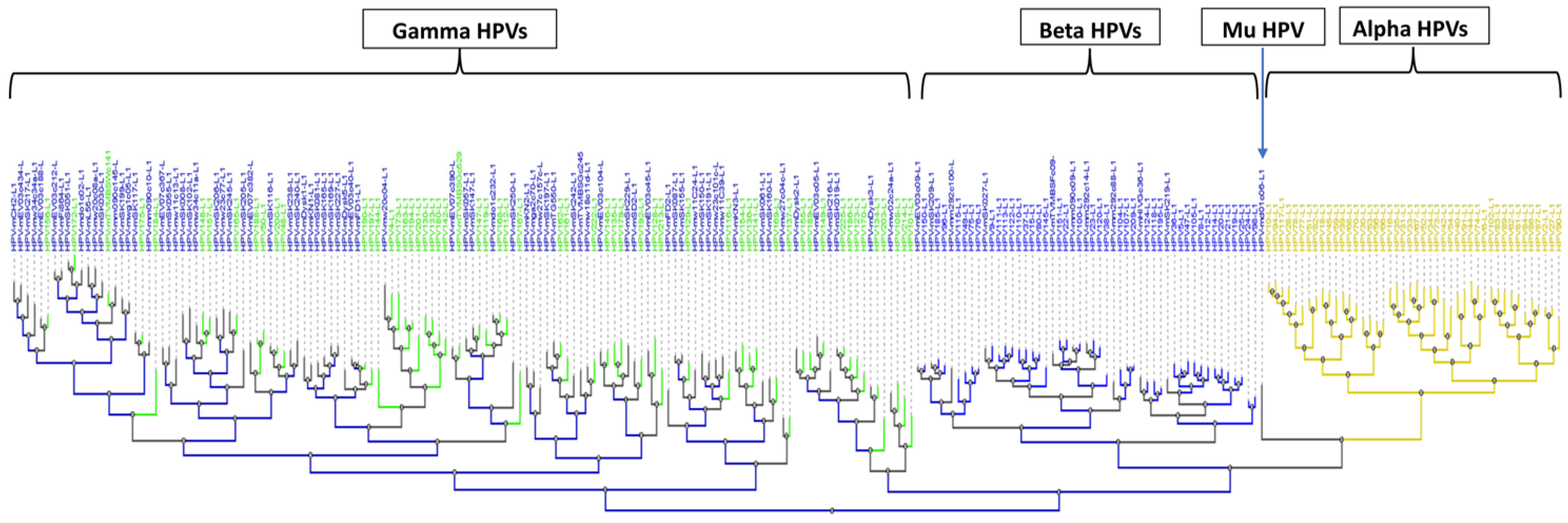 Viruses 15 01967 g006