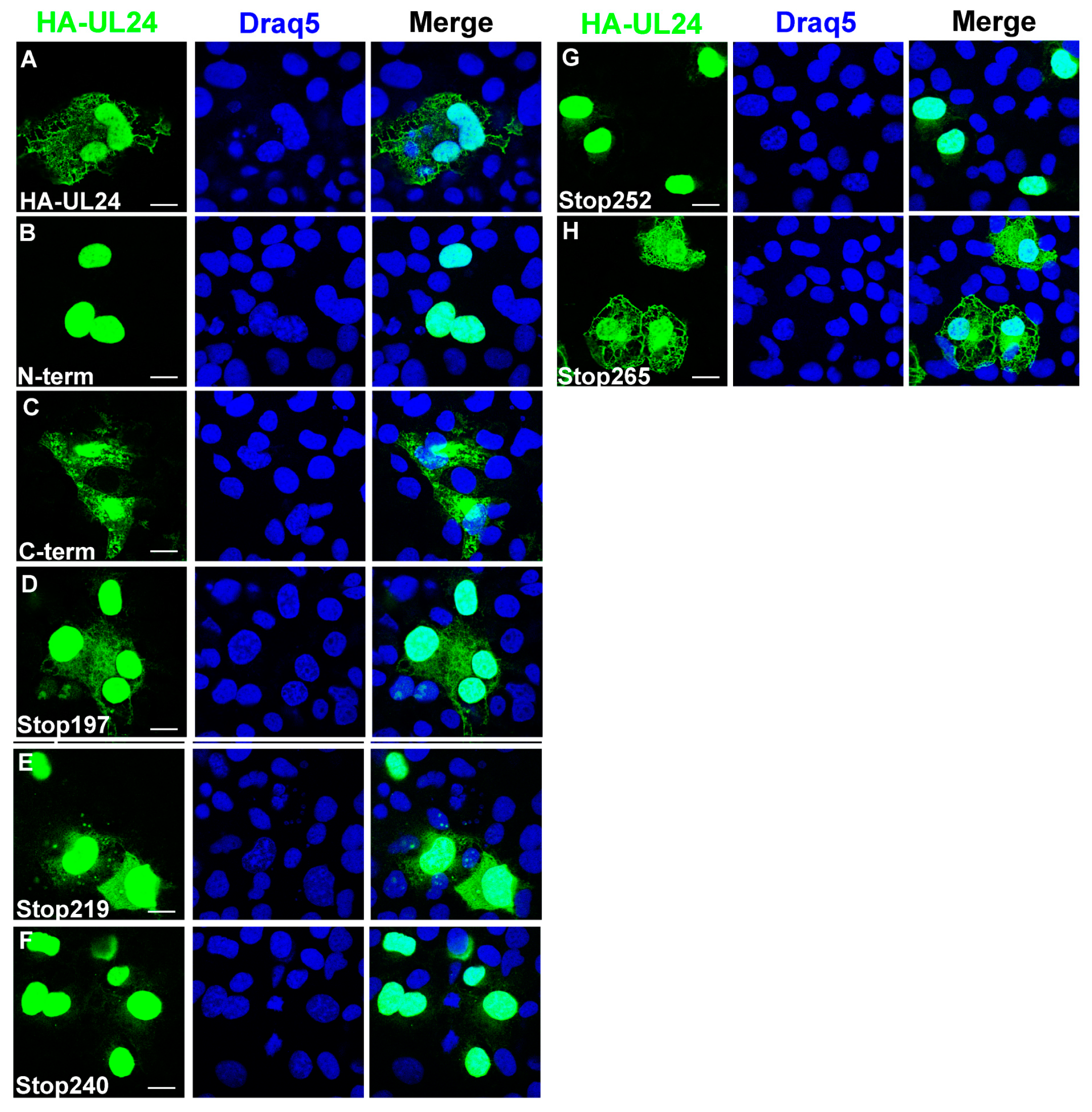 Viruses 15 01971 g002 Viruses 15 01971 g002