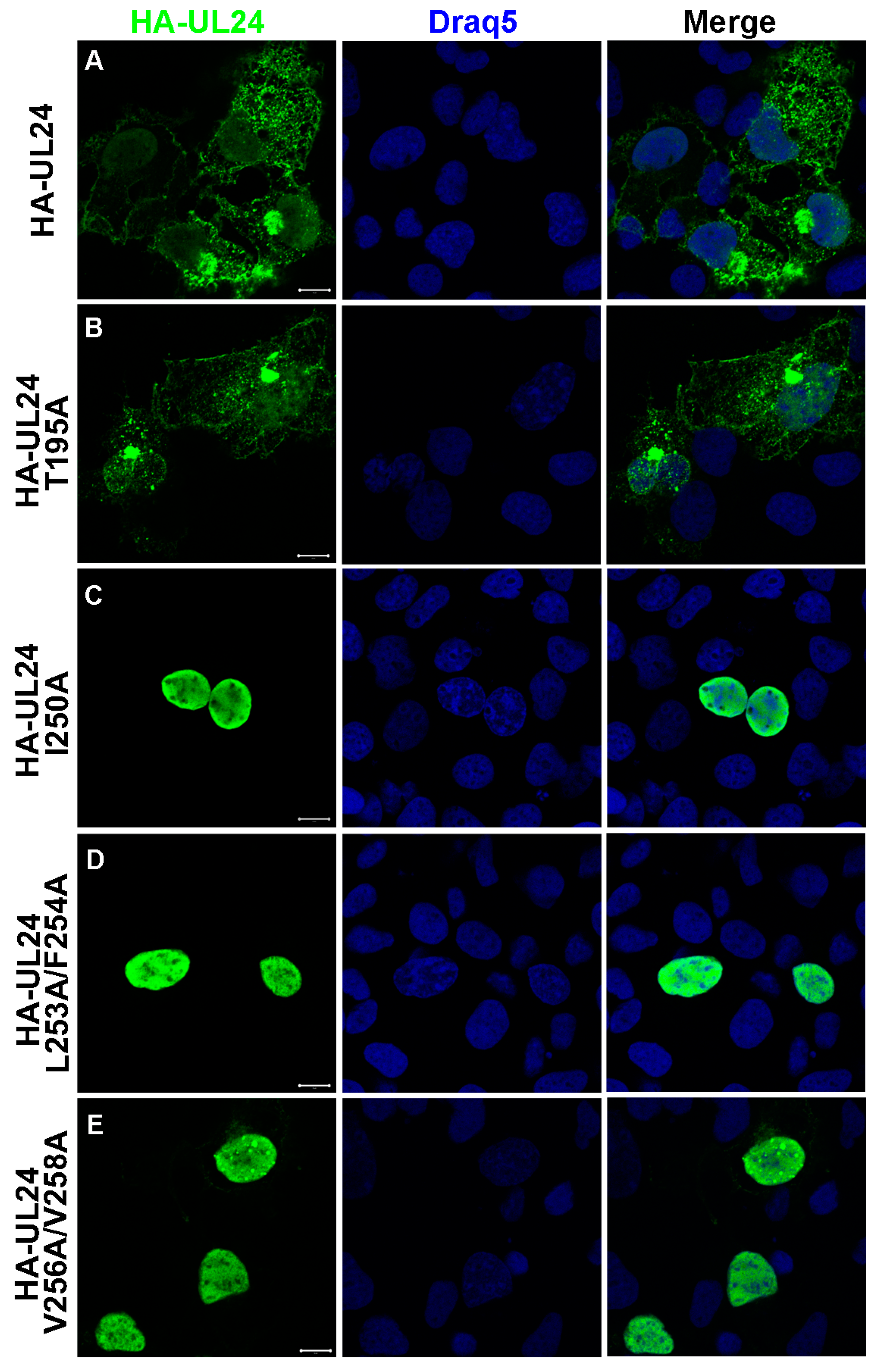 Viruses 15 01971 g004 Viruses 15 01971 g004