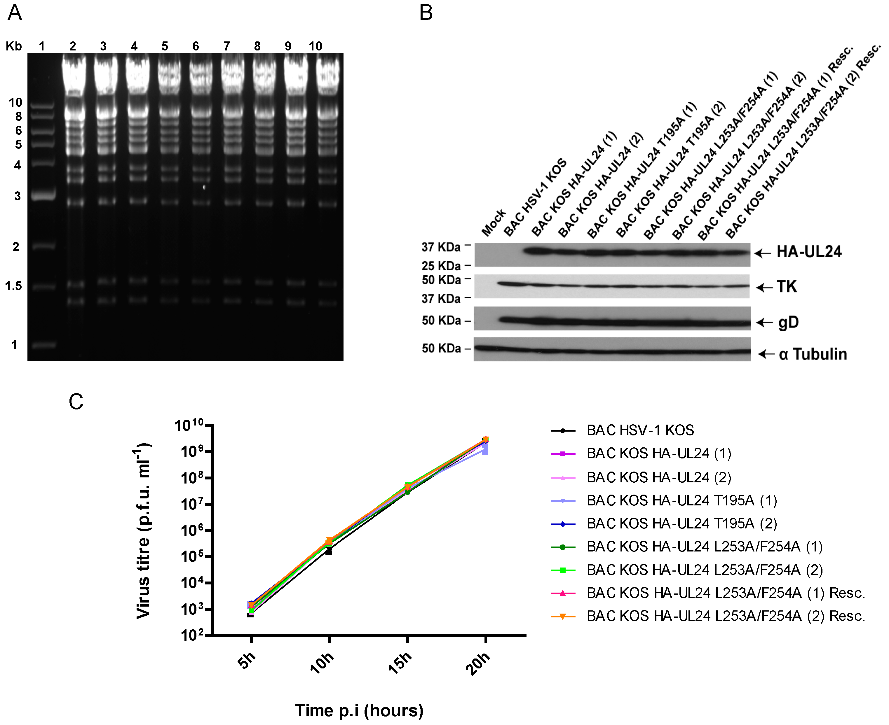 Viruses 15 01971 g006 Viruses 15 01971 g006