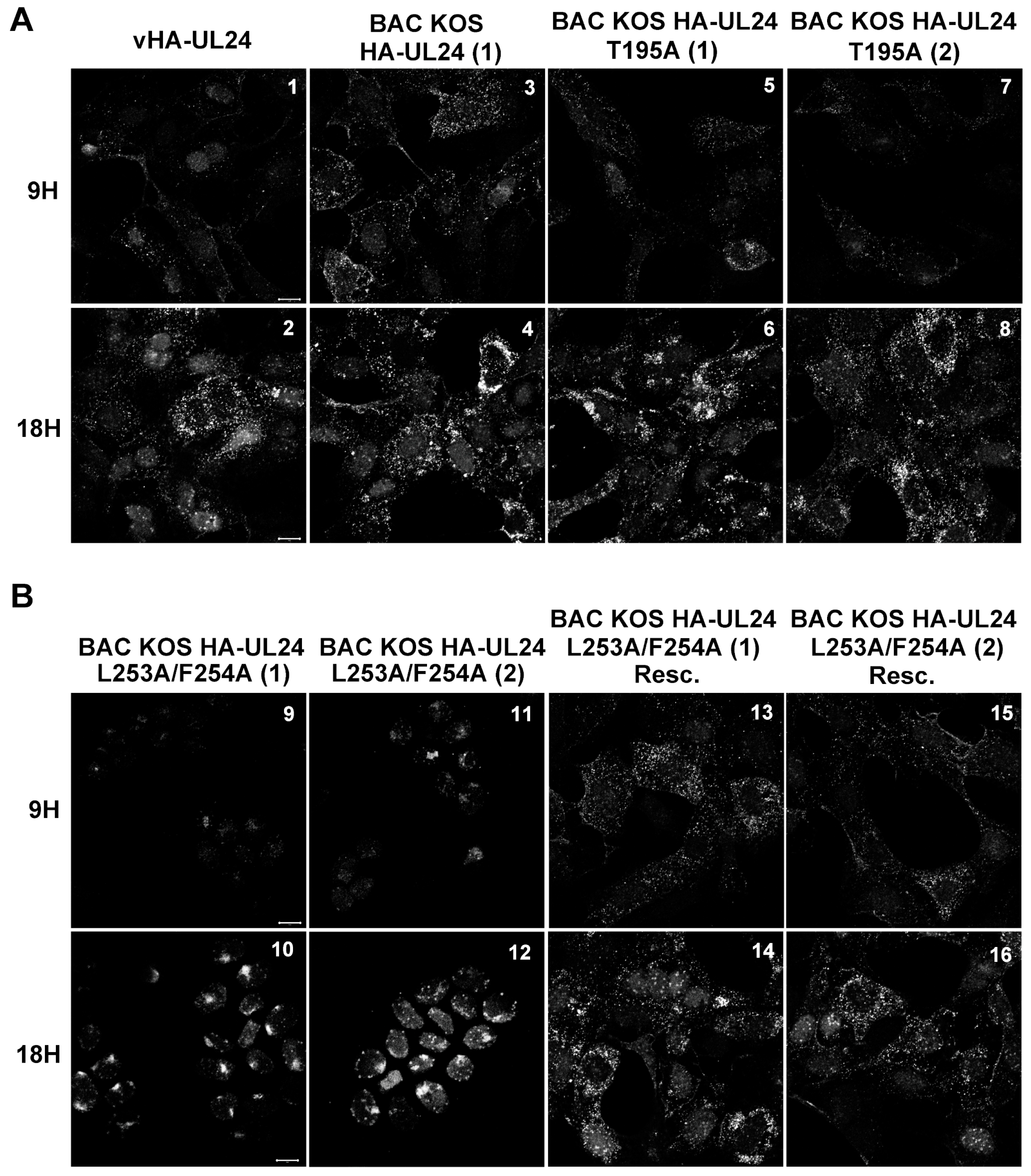 Viruses 15 01971 g008 Viruses 15 01971 g008