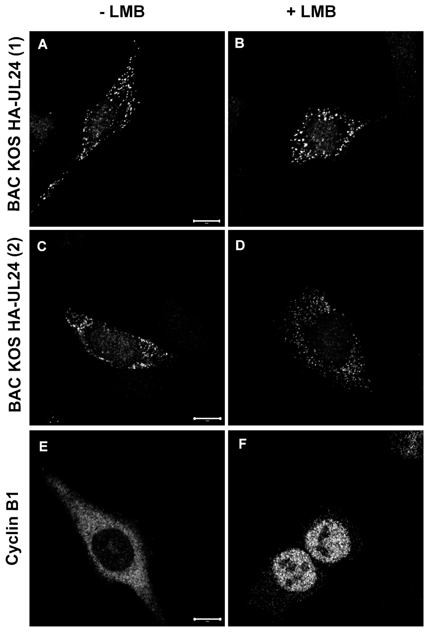 Viruses 15 01971 g009 Viruses 15 01971 g009