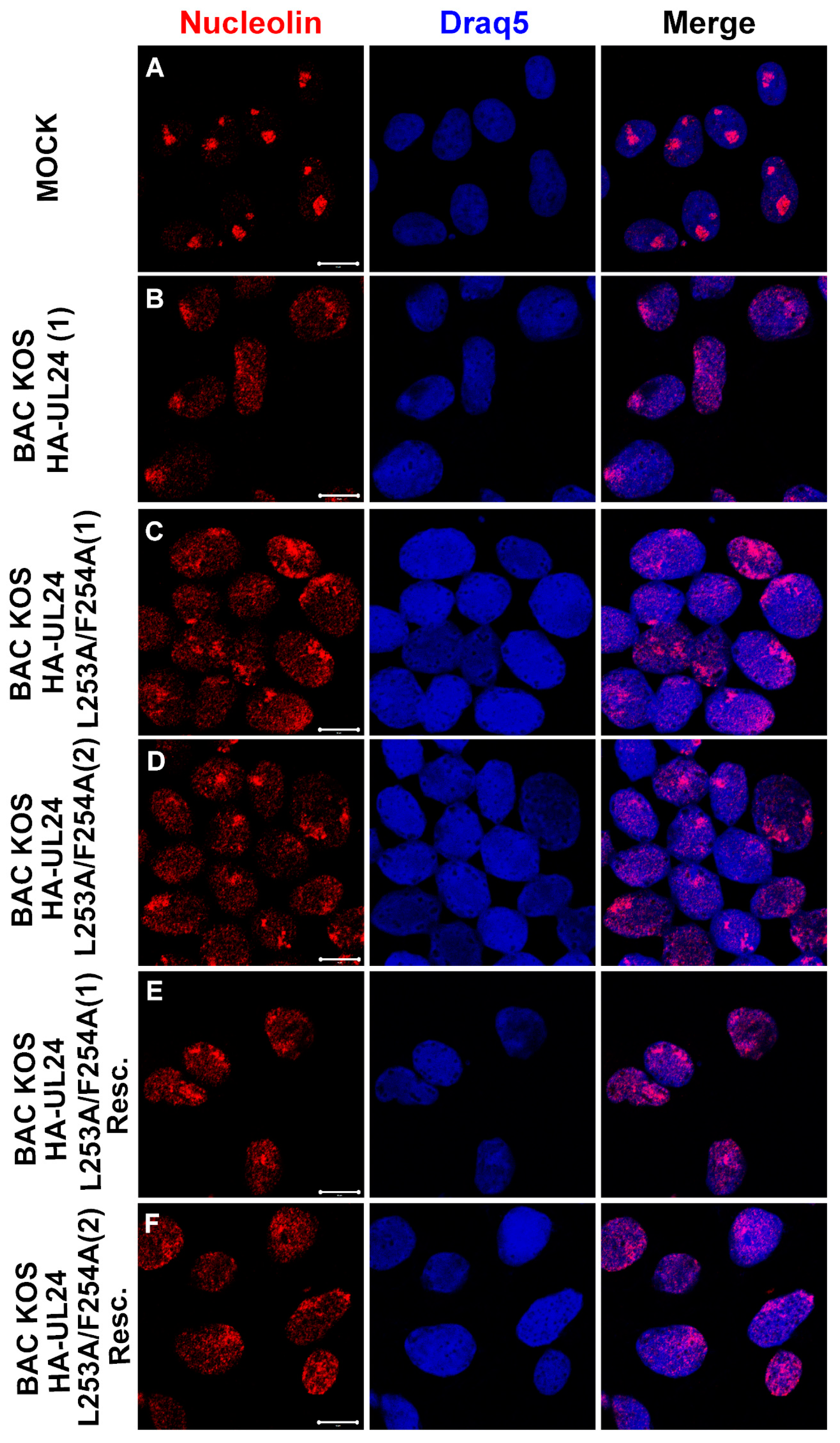 Viruses 15 01971 g010 Viruses 15 01971 g010