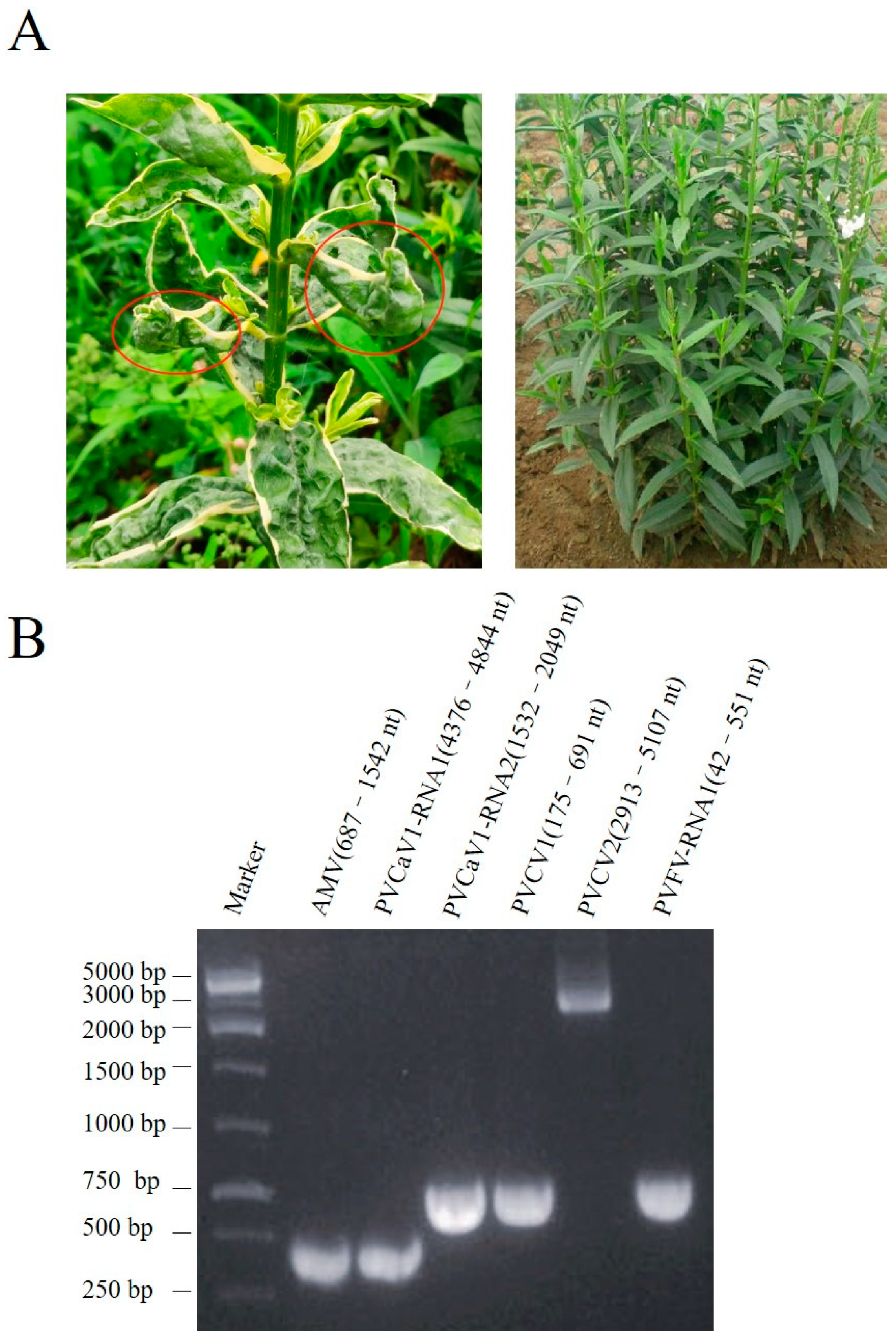 Viruses 15 01972 g001