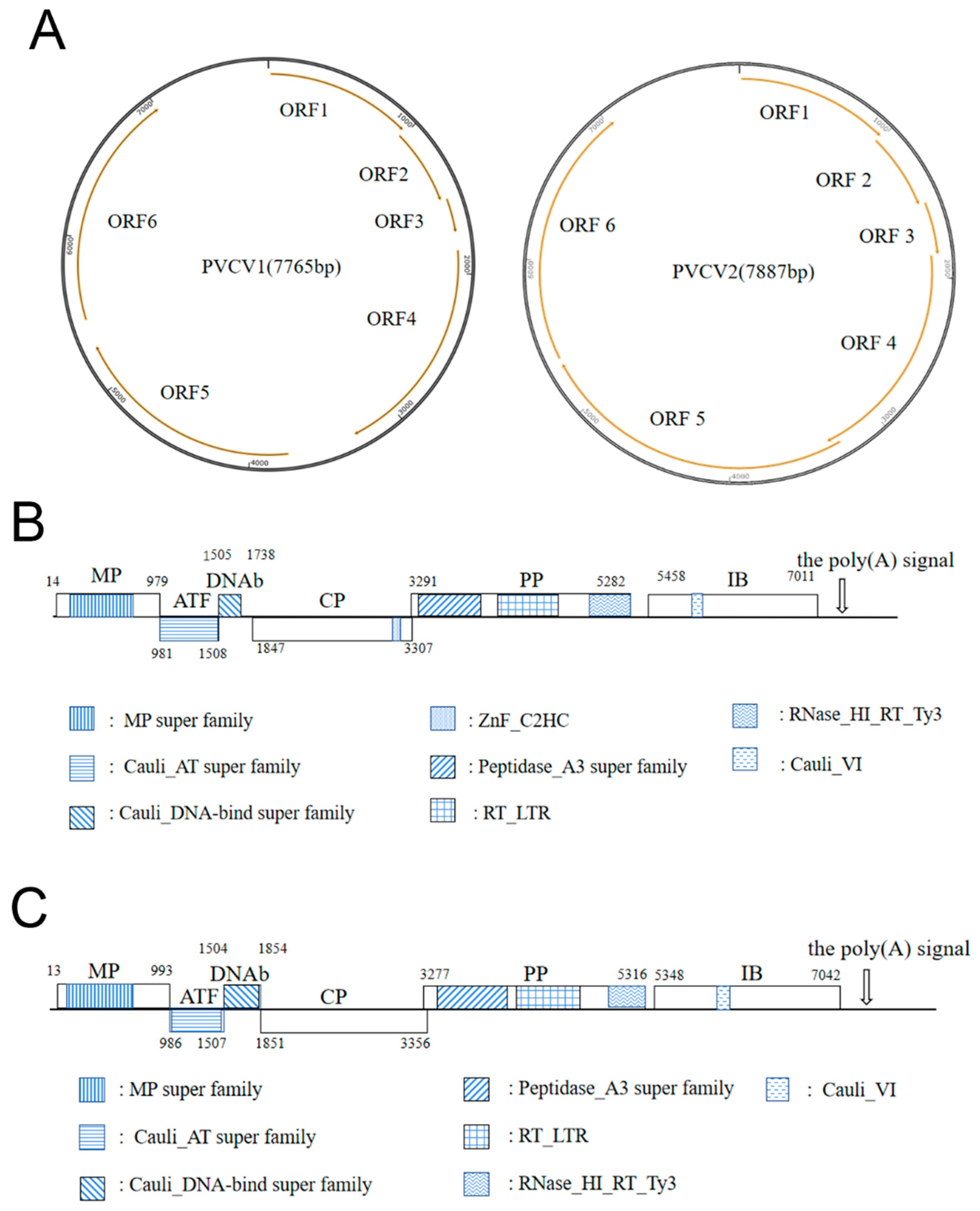 Viruses 15 01972 g003