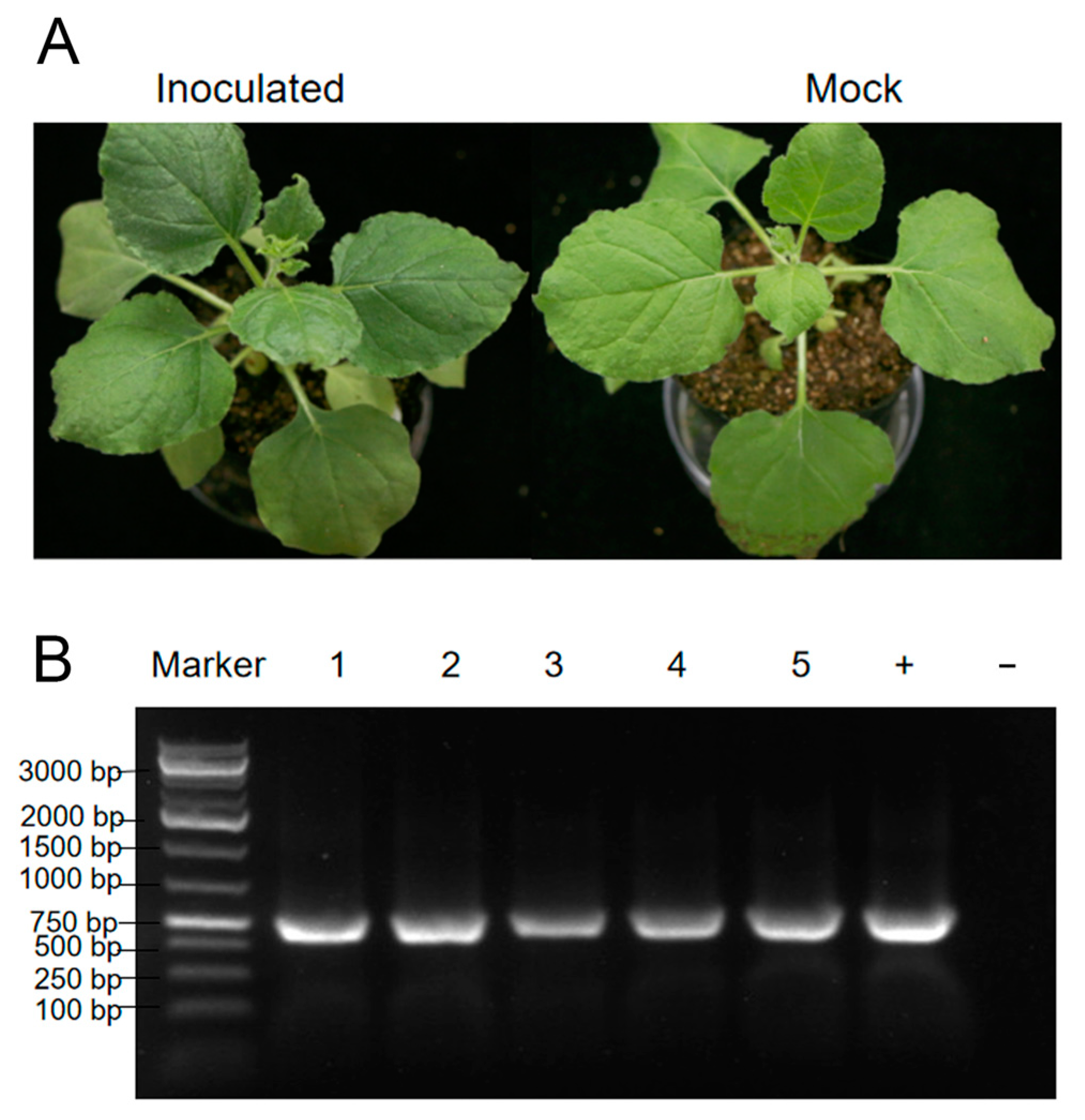 Viruses 15 01972 g006