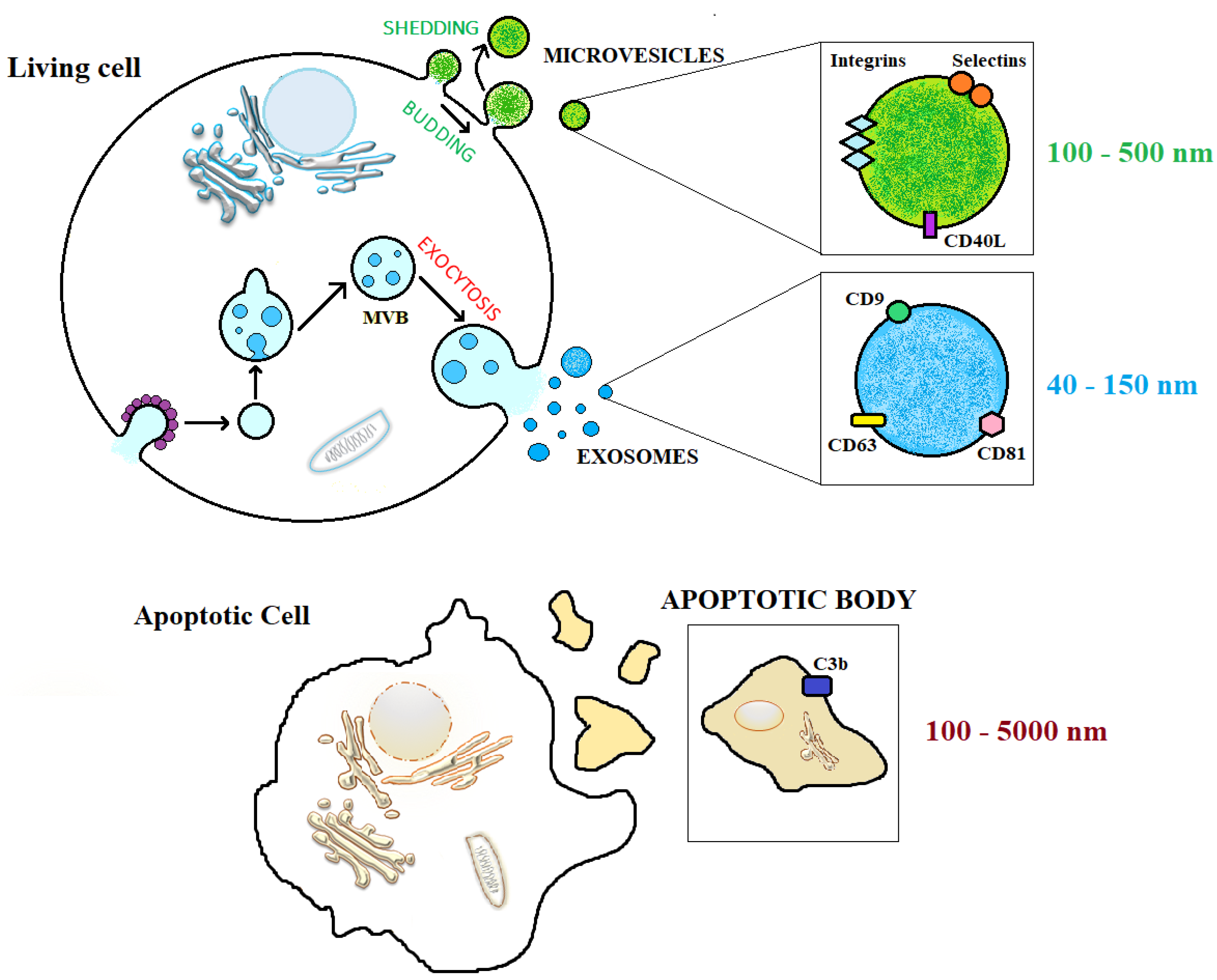 Viruses 15 01976 g002