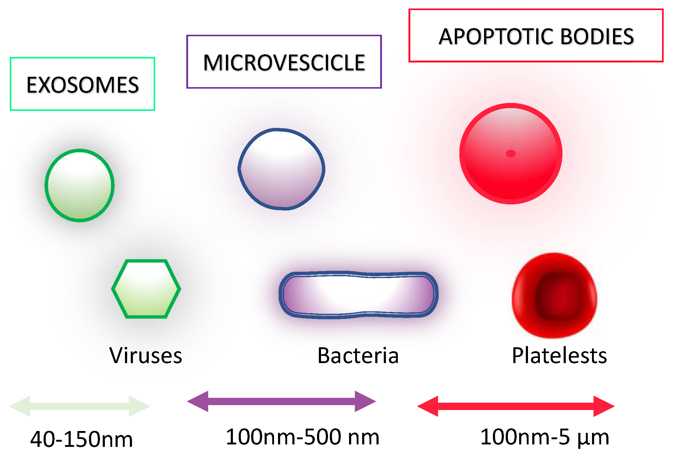 Viruses 15 01976 g004