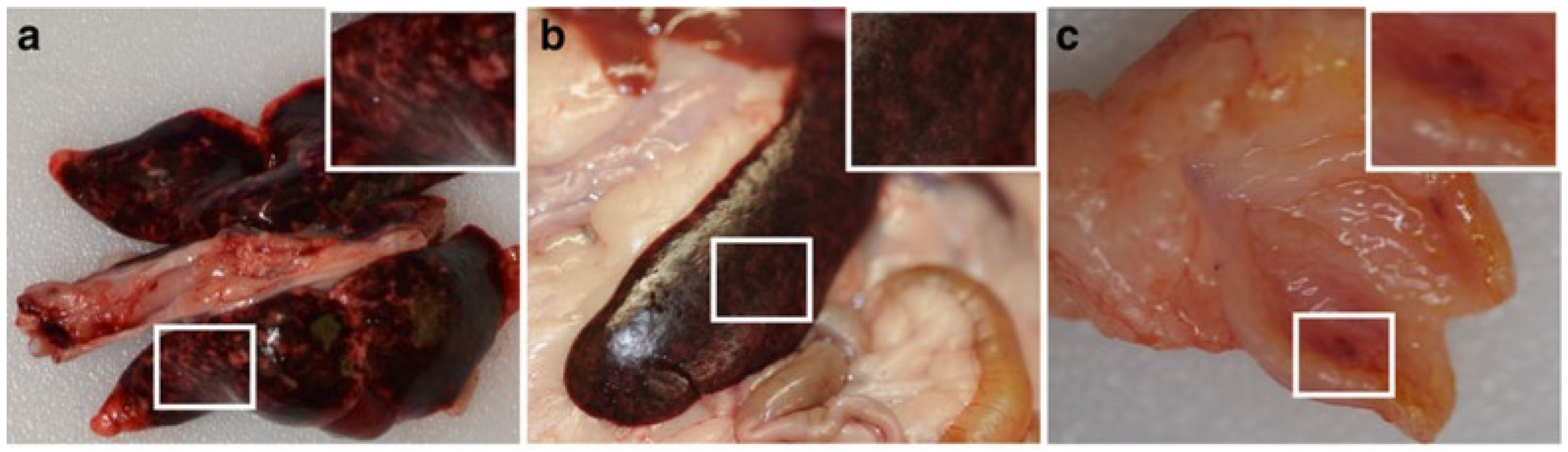 Viruses 15 01980 g002 Viruses 15 01980 g002