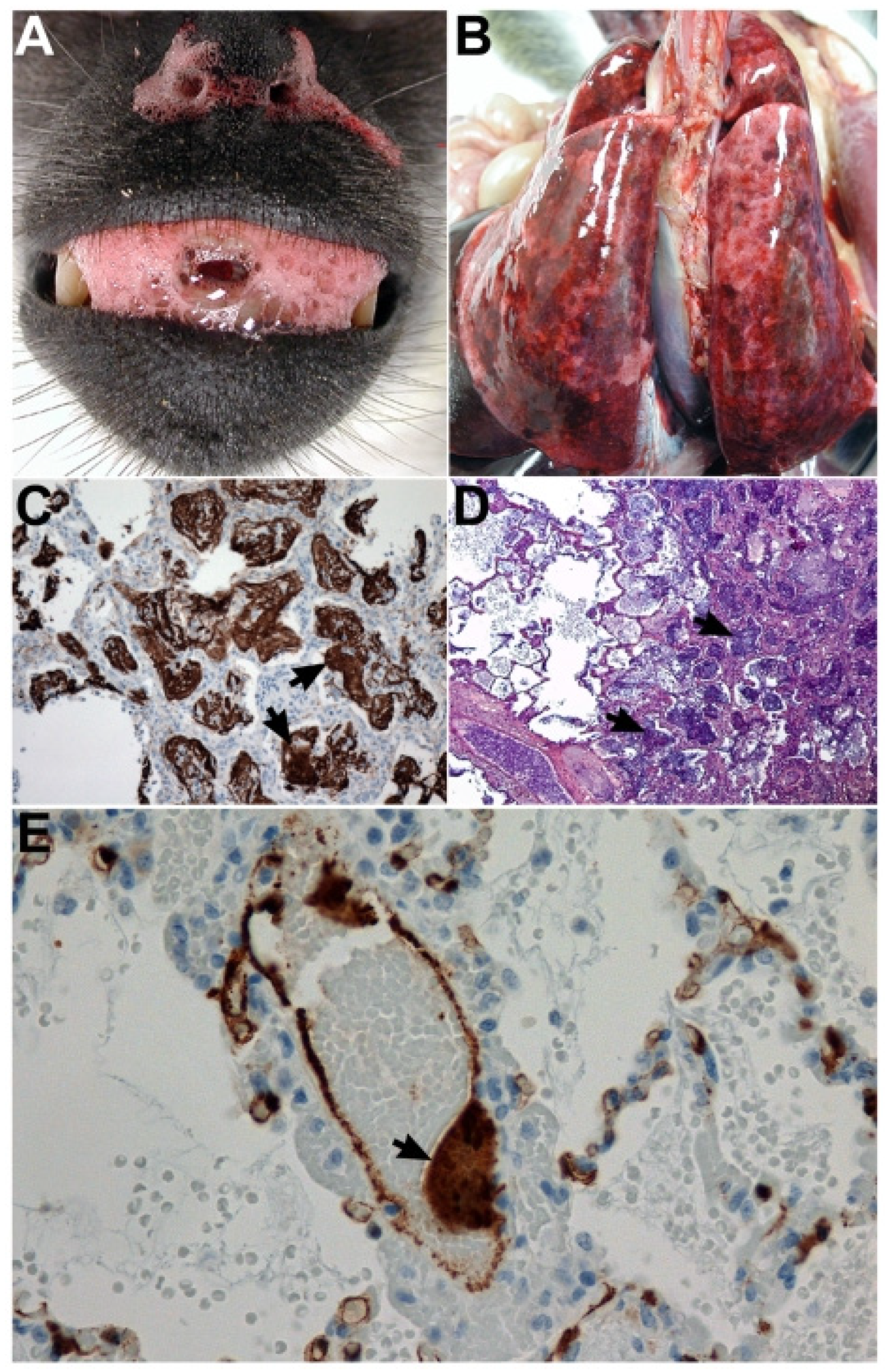 Viruses 15 01980 g003 Viruses 15 01980 g003