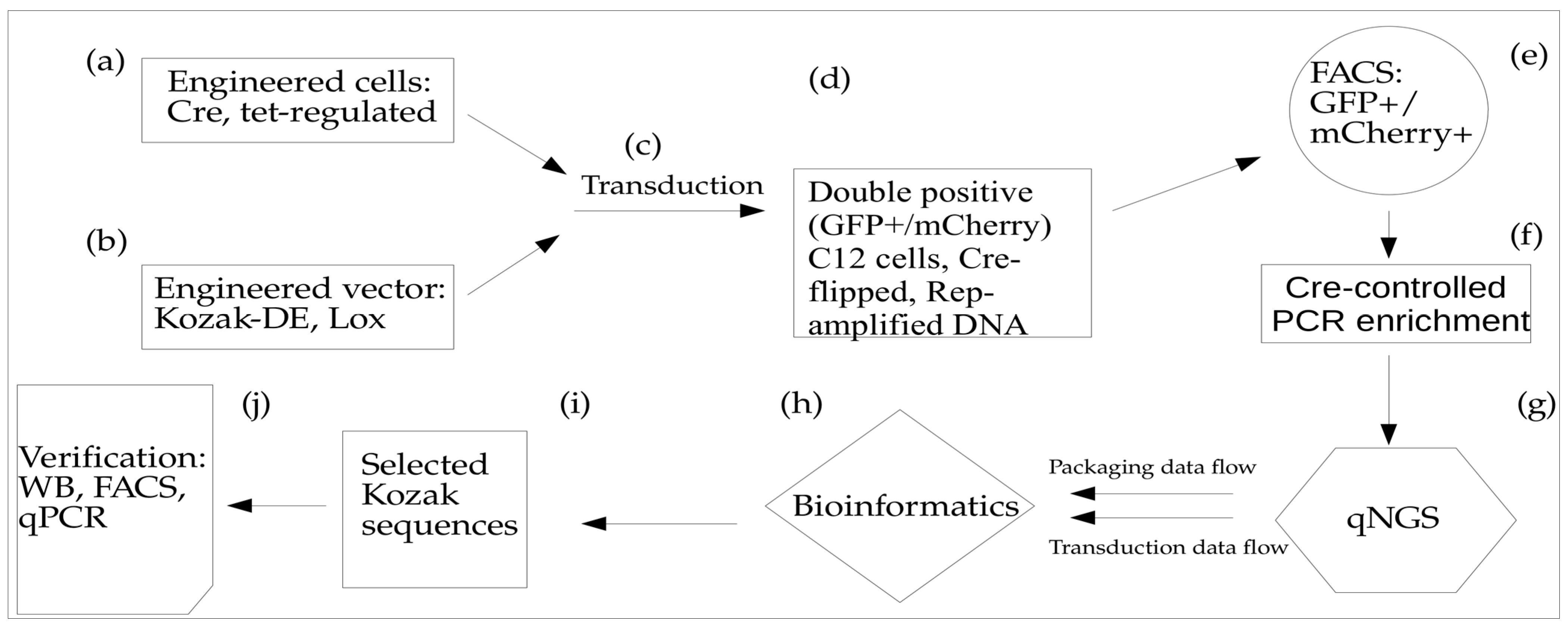 Viruses 15 01983 g001
