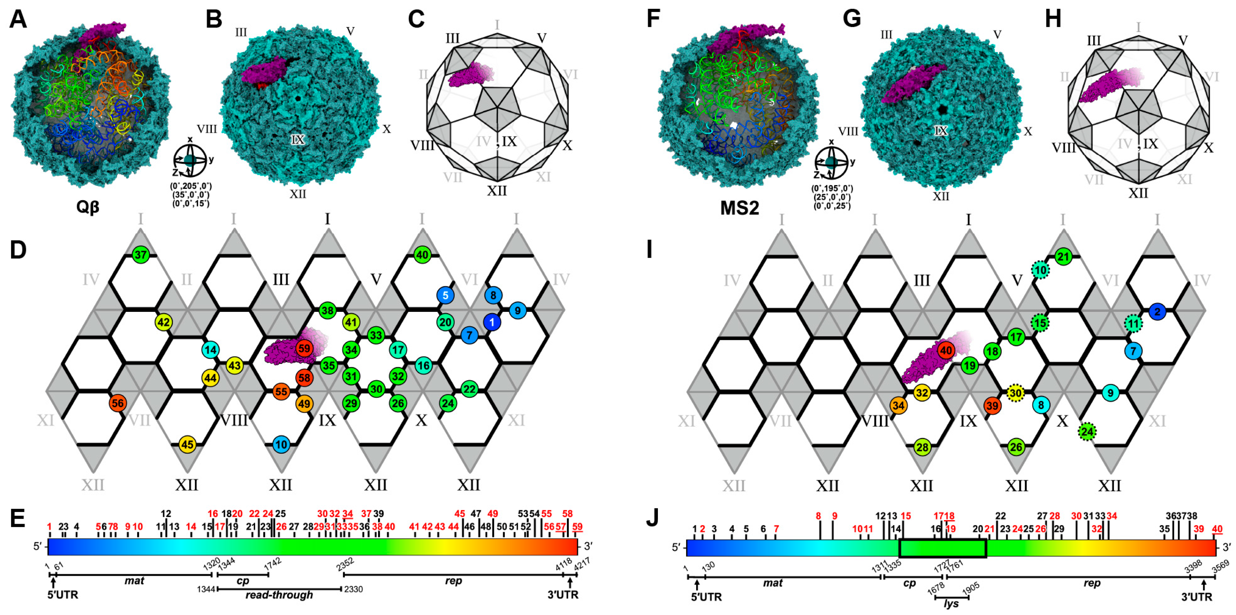 Viruses 15 01985 g007