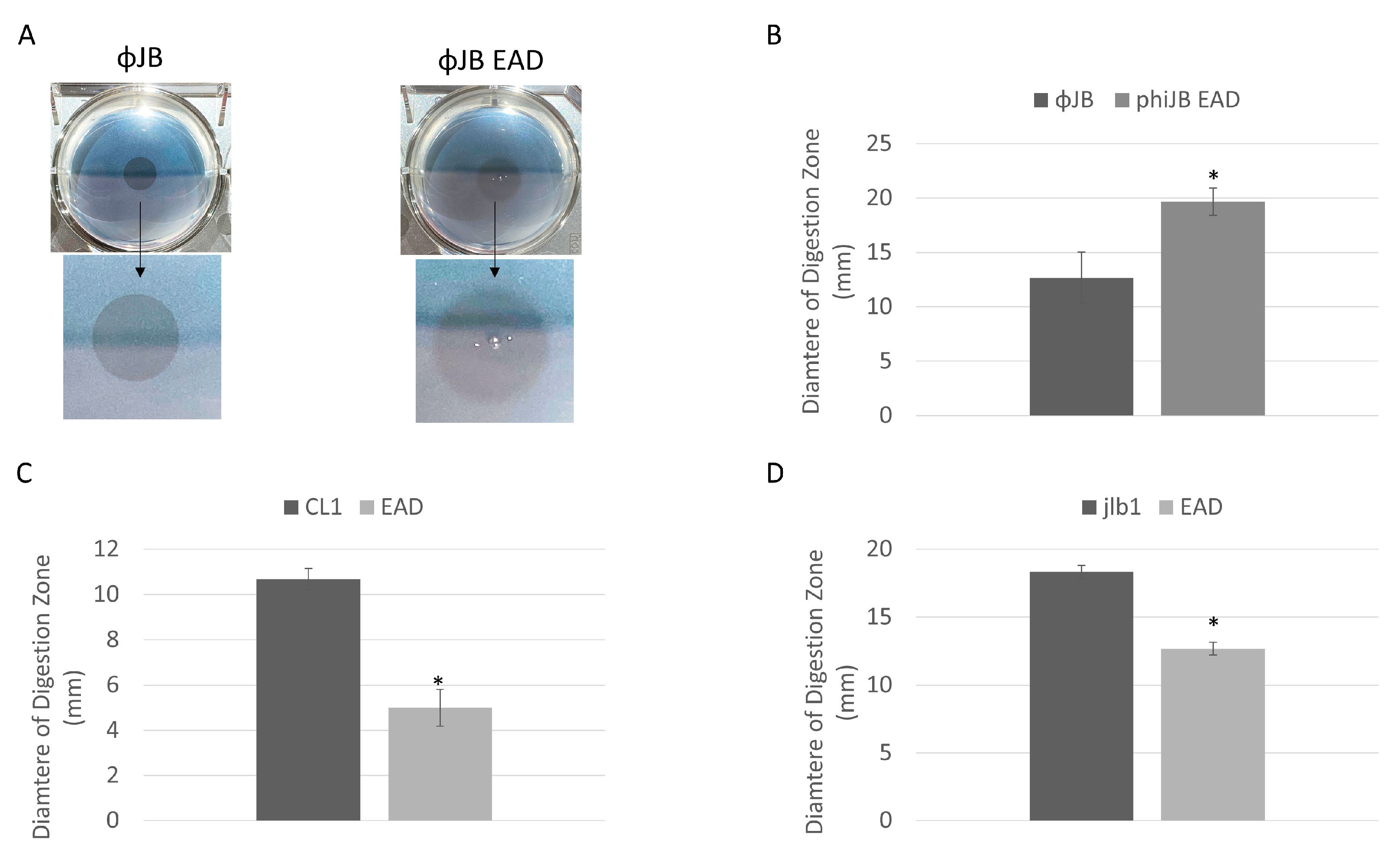 Viruses 15 01986 g005