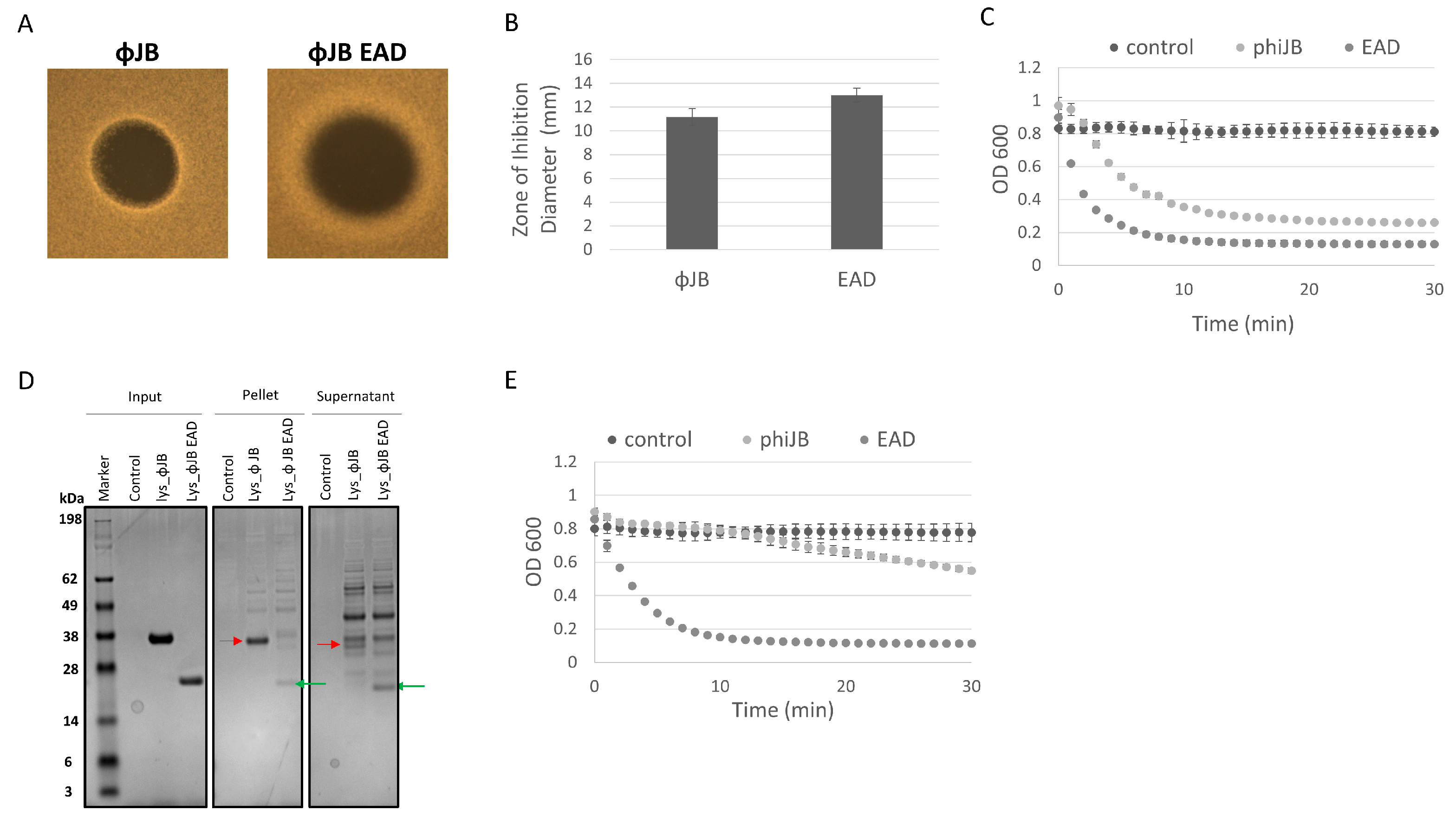 Viruses 15 01986 g007
