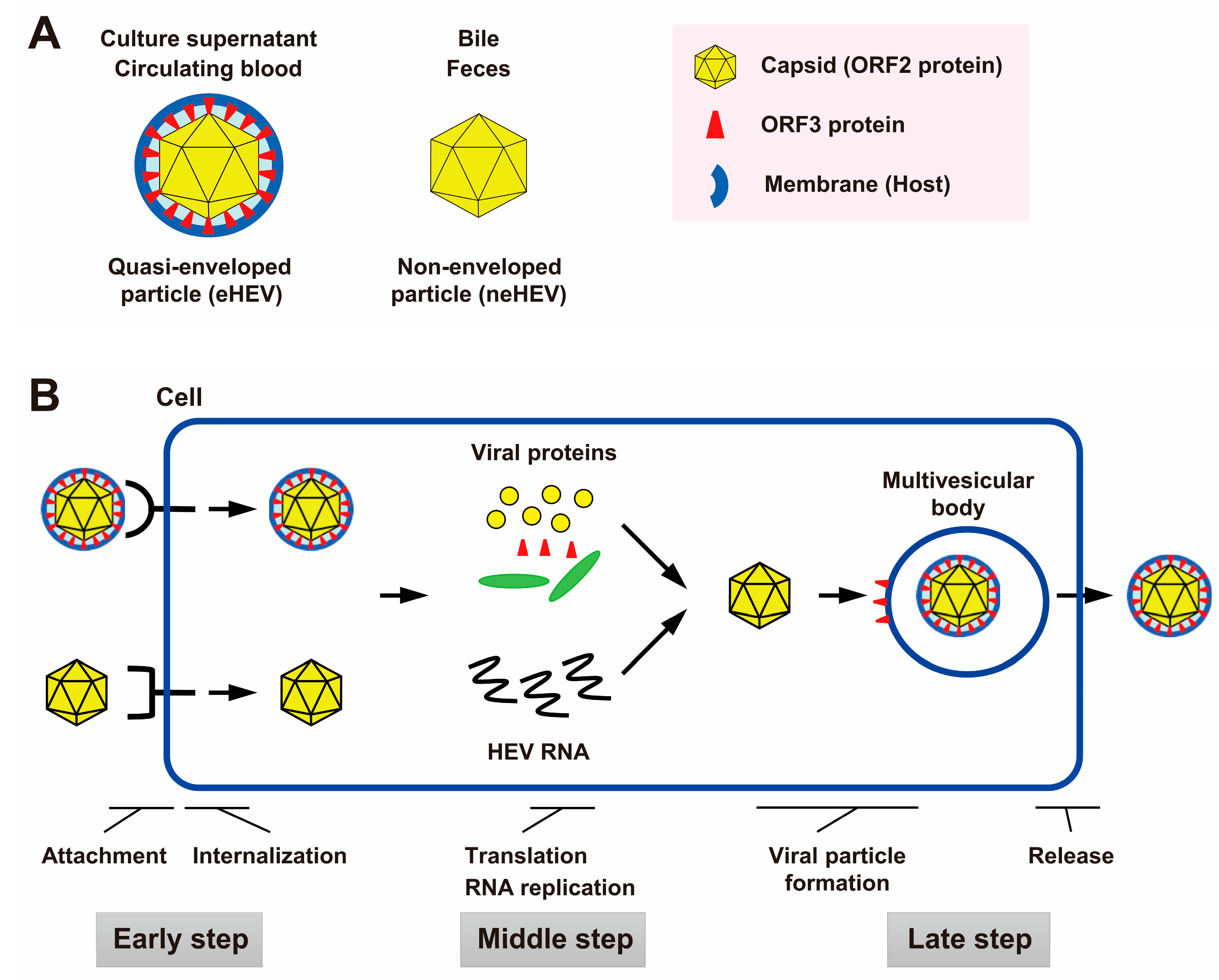 Viruses 15 01989 g001