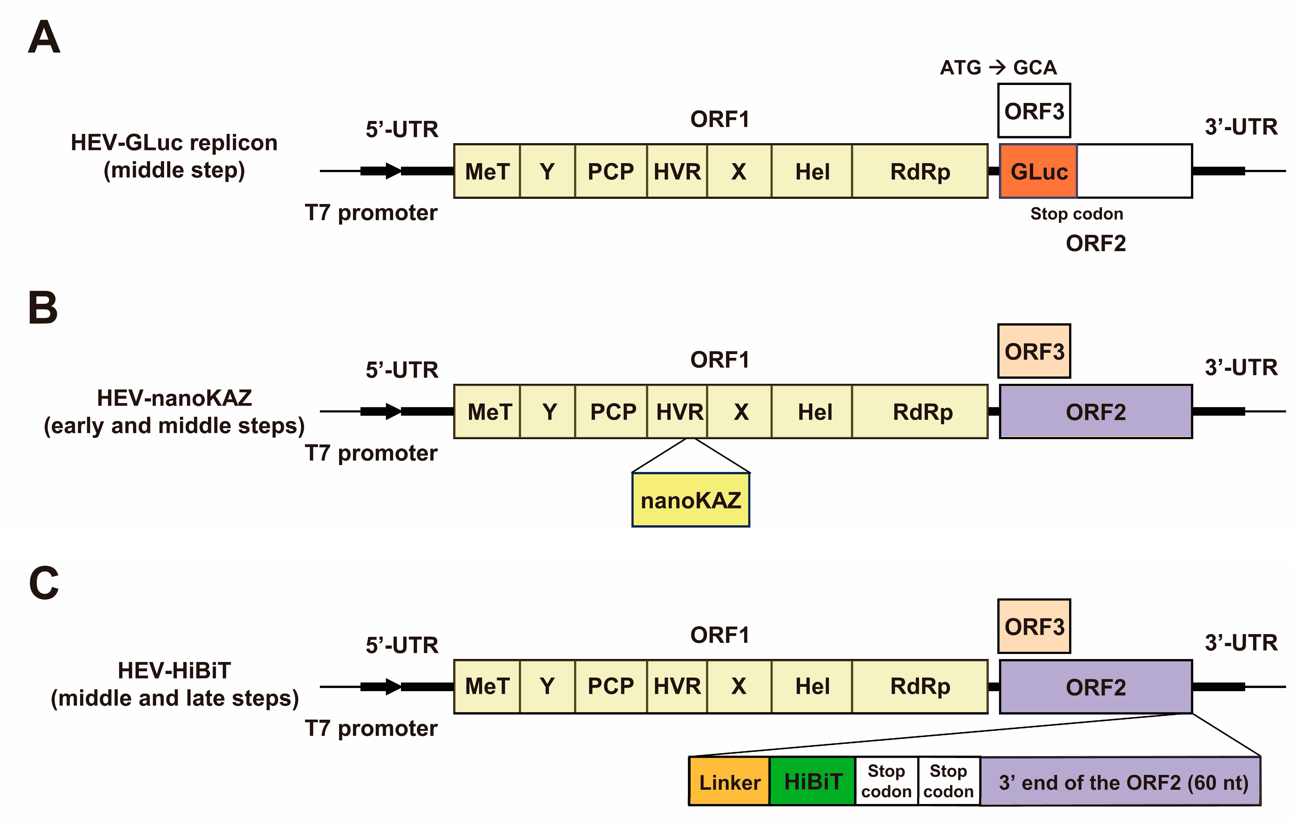 Viruses 15 01989 g002