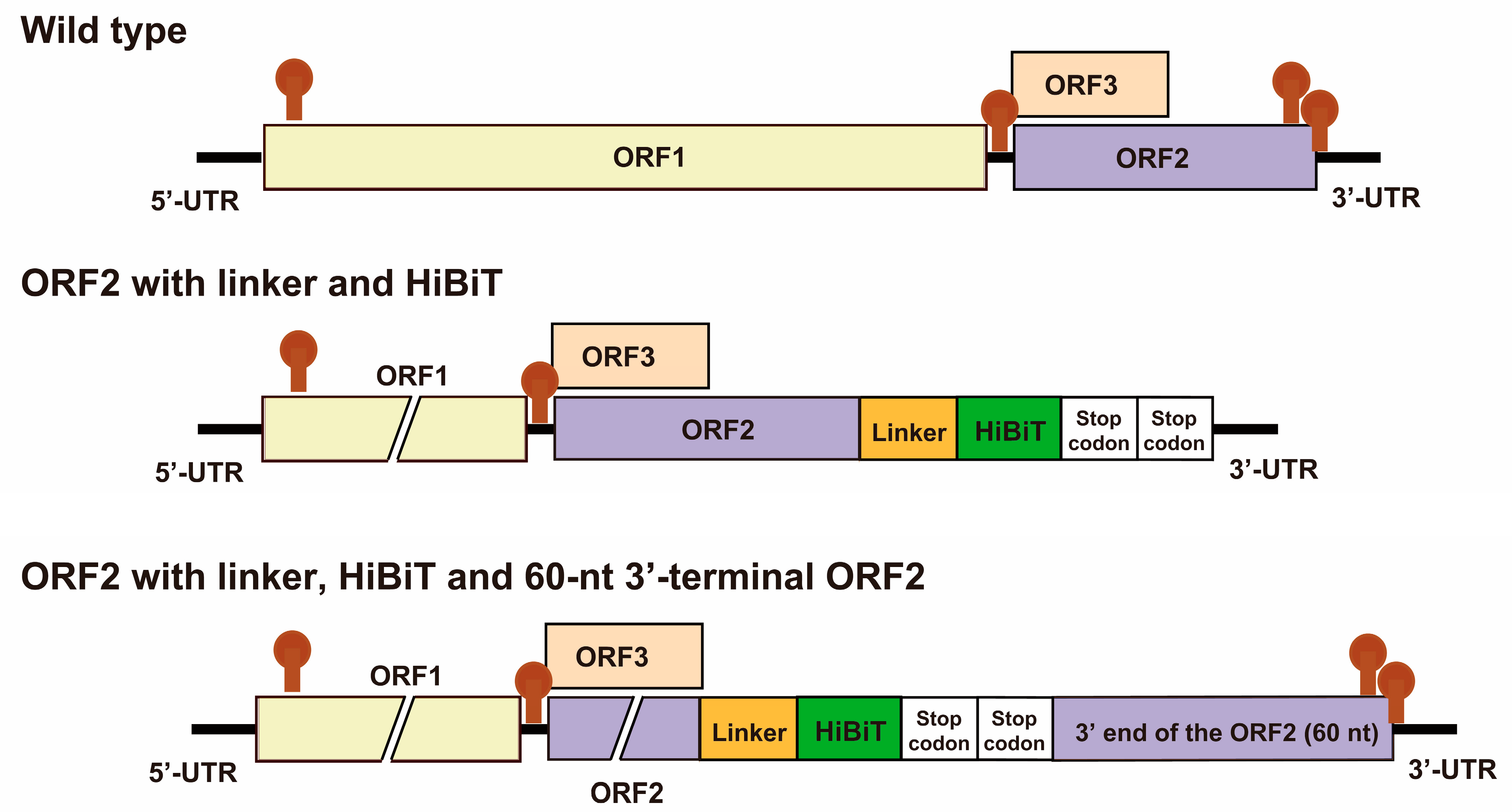 Viruses 15 01989 g004