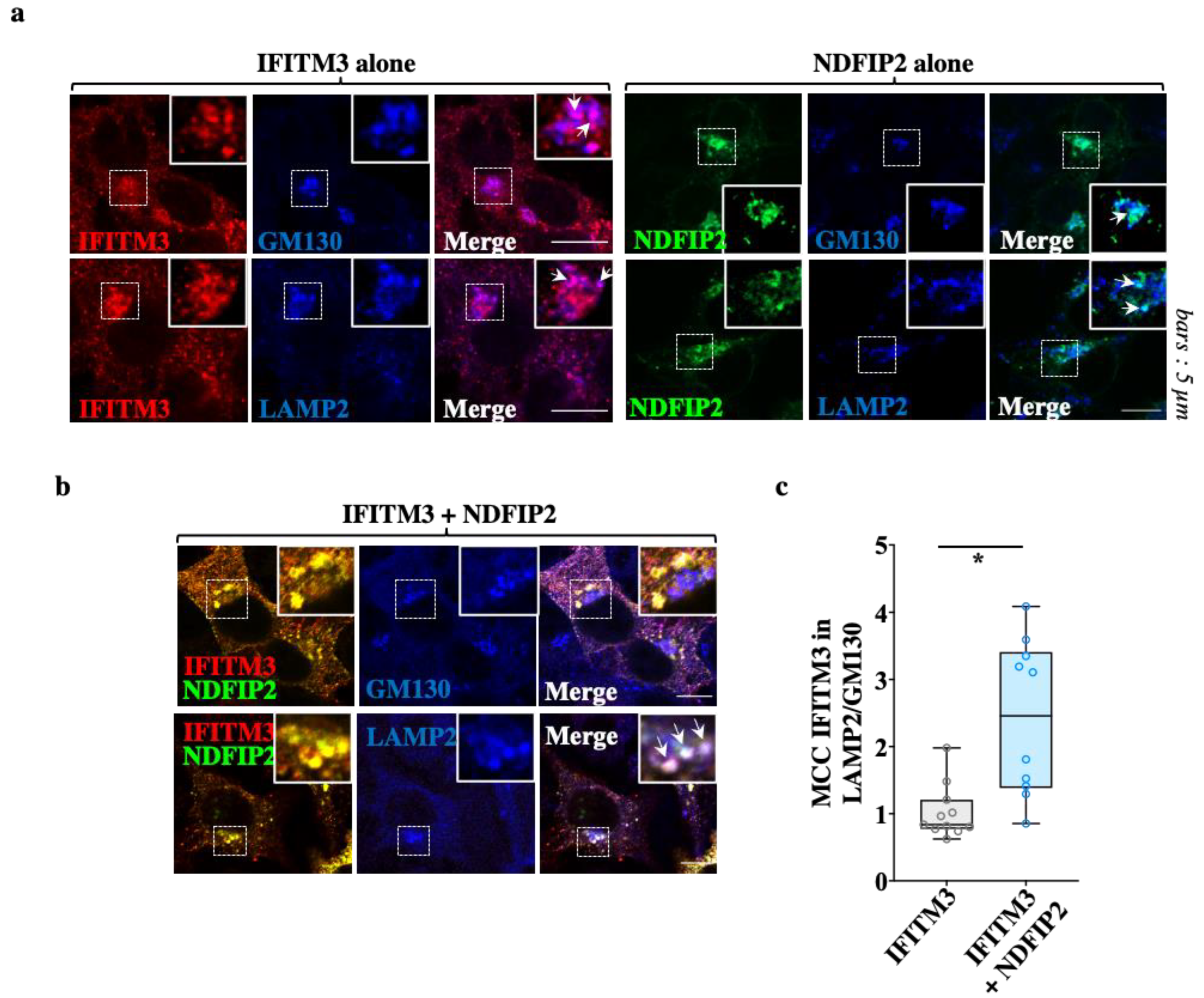 Viruses 15 01993 g005