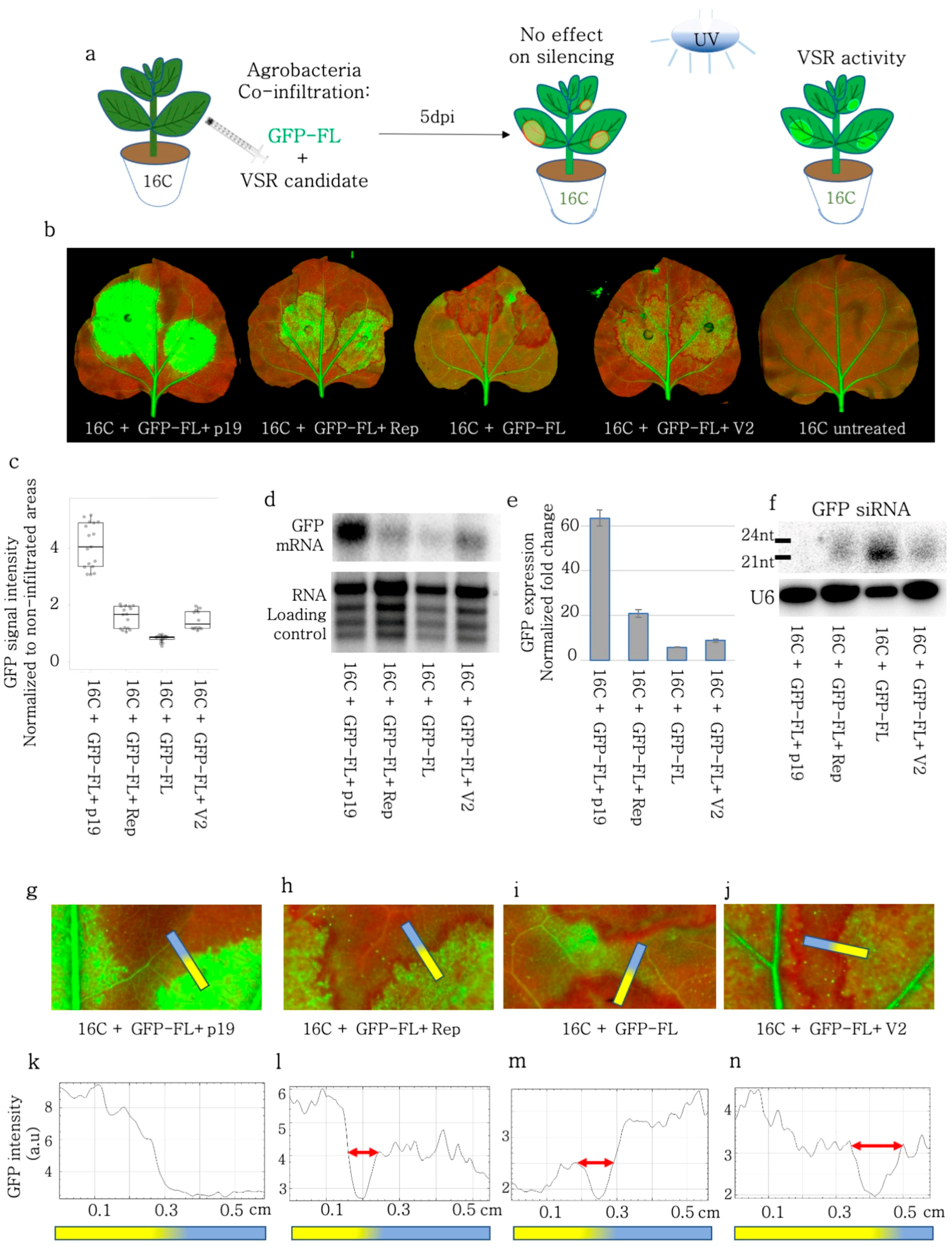 Viruses 15 01996 g001