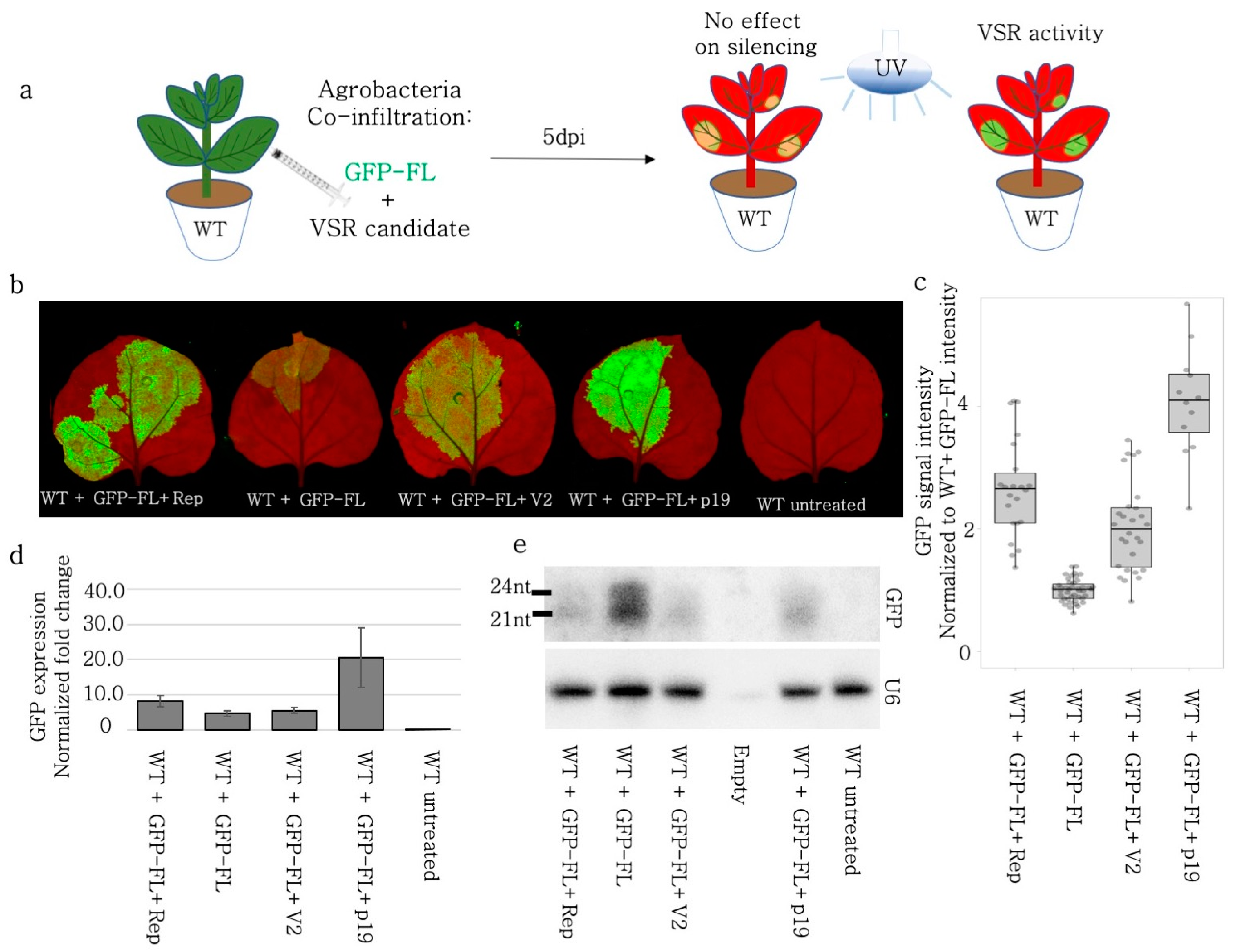 Viruses 15 01996 g002
