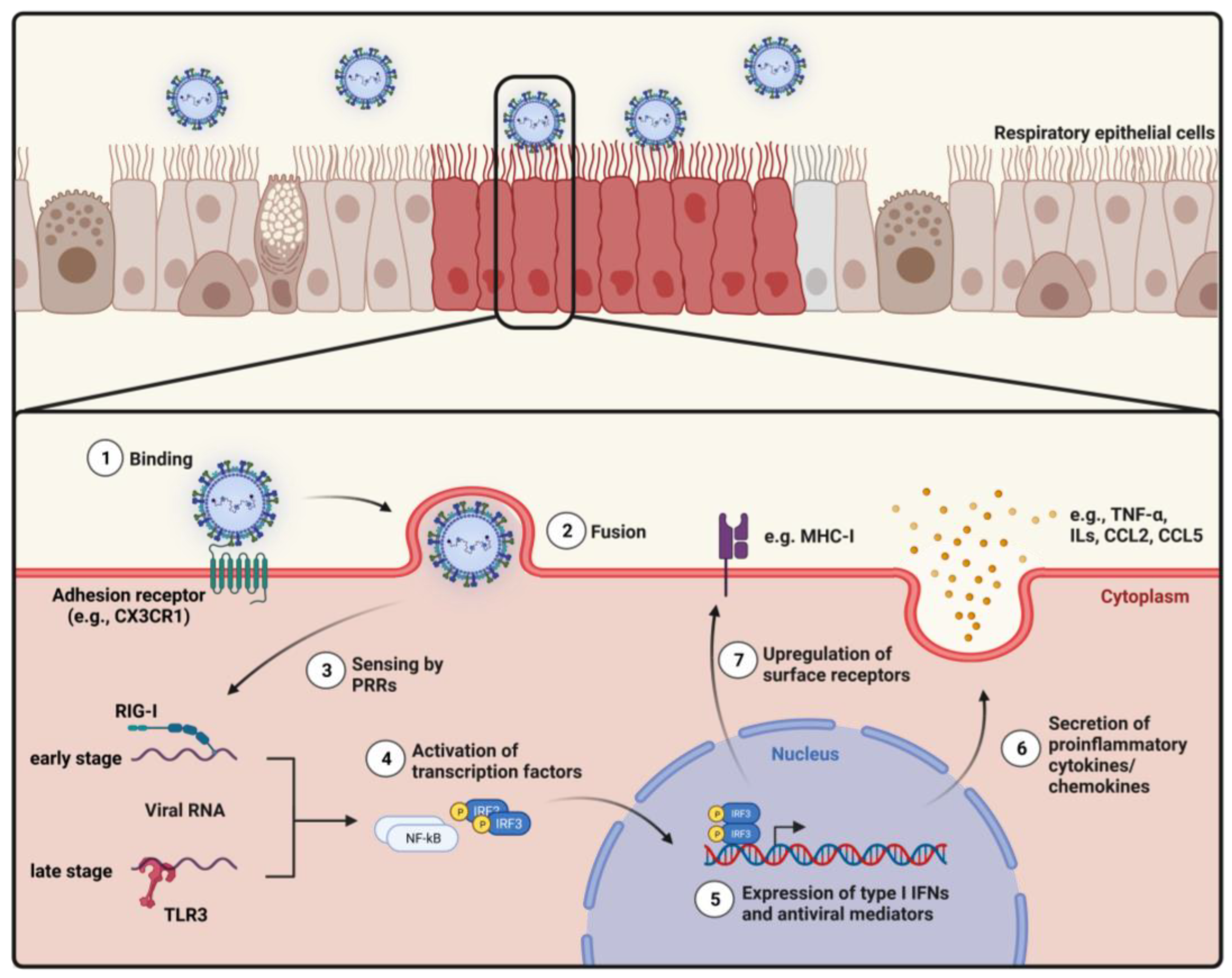 Viruses 15 01999 g001