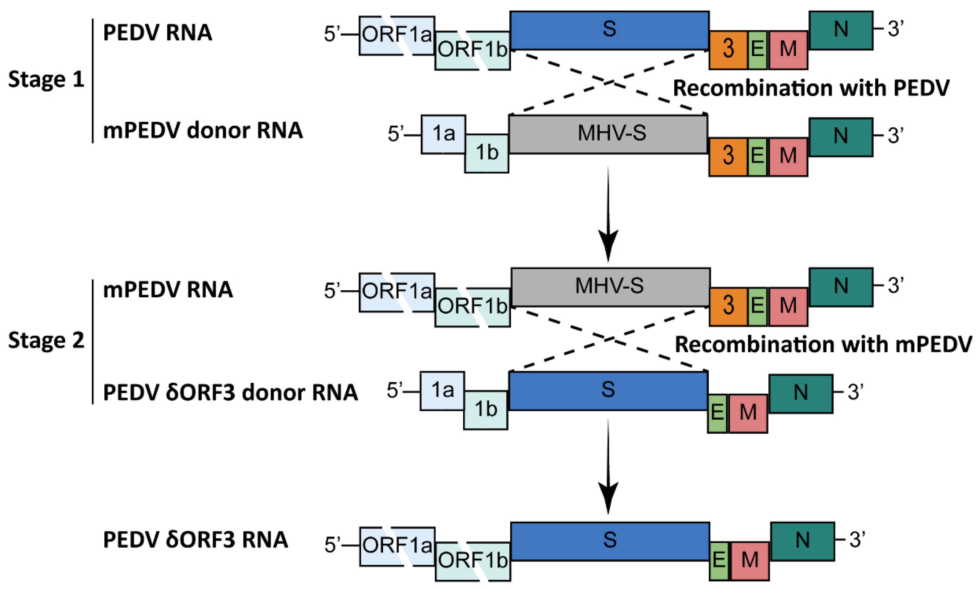 Viruses 15 02003 g001