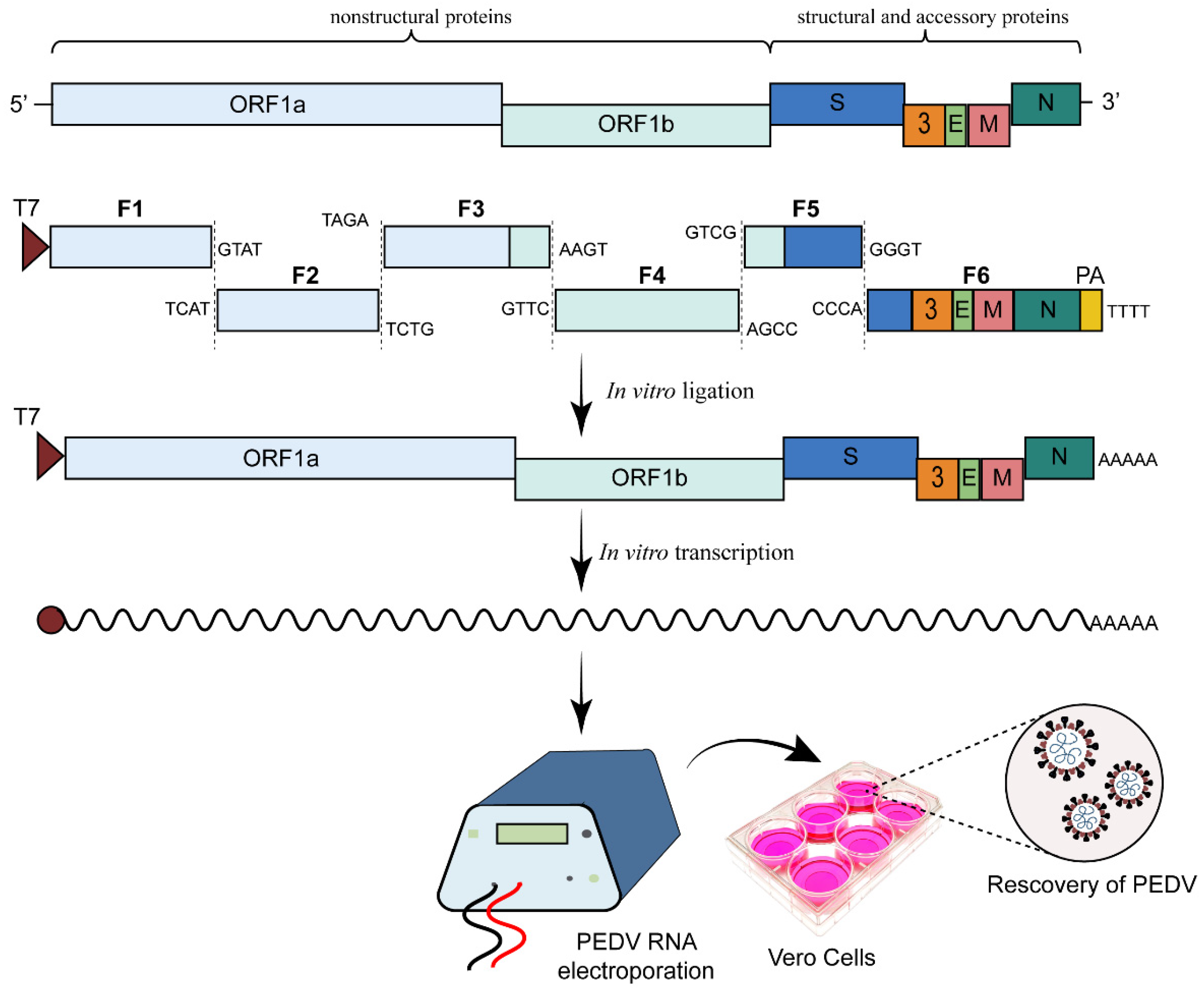 Viruses 15 02003 g002